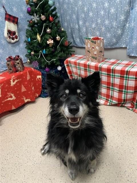 Enlarge PRINCESS, a Adoptable Husky in Fairbanks, AK image 1/1