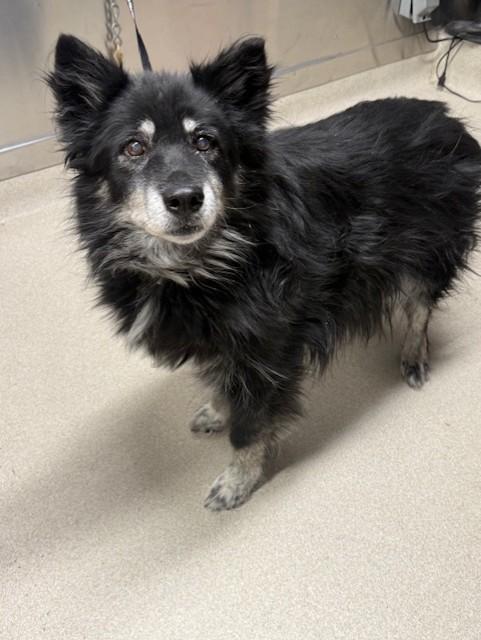 Enlarge PRINCESS, a Adoptable Husky in Fairbanks, AK image 1/1