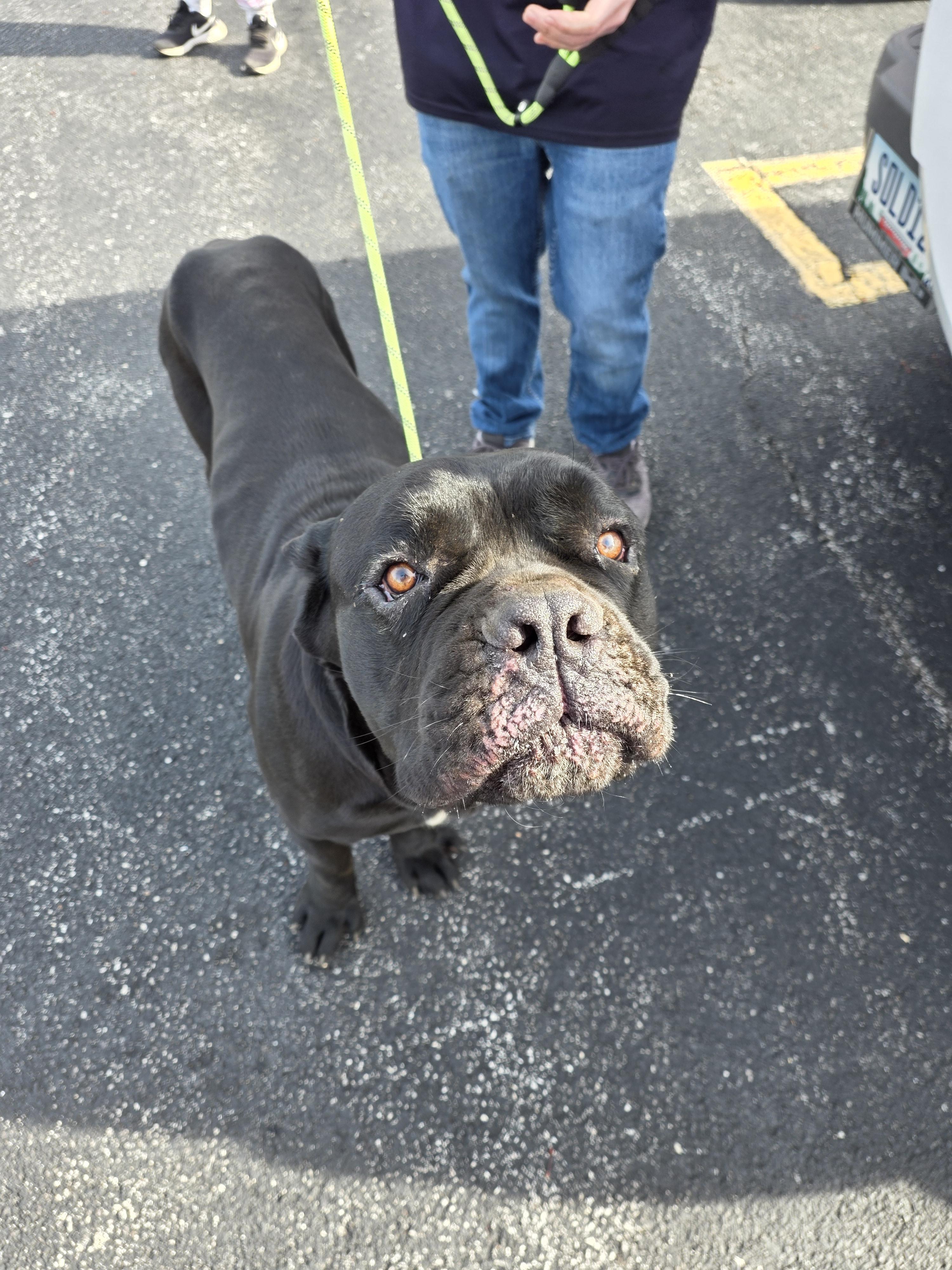 Kratos, a Adoptable Cane Corso in merrillville, IN image 1/4