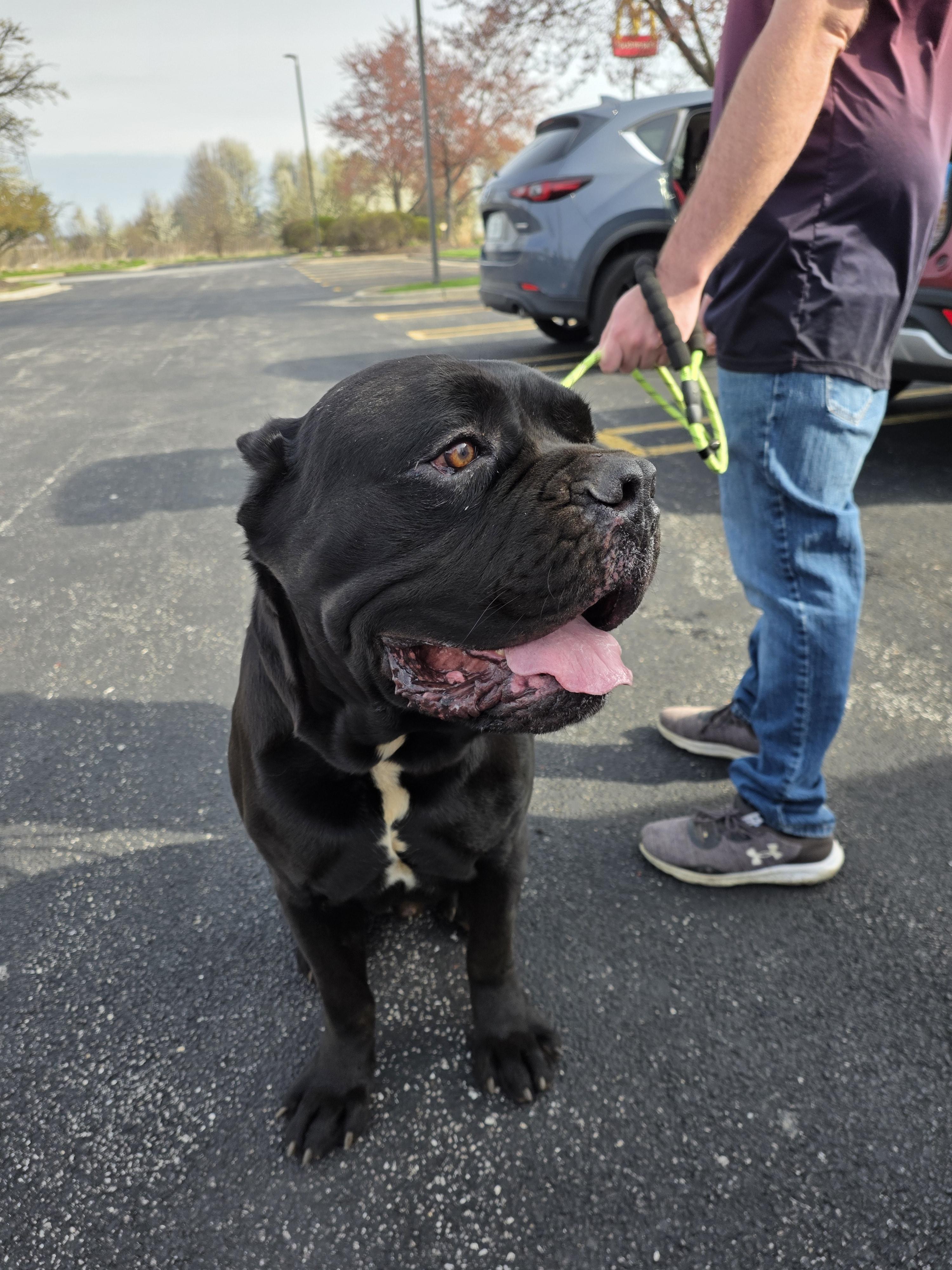Kratos, a Adoptable Cane Corso in merrillville, IN image 2/4