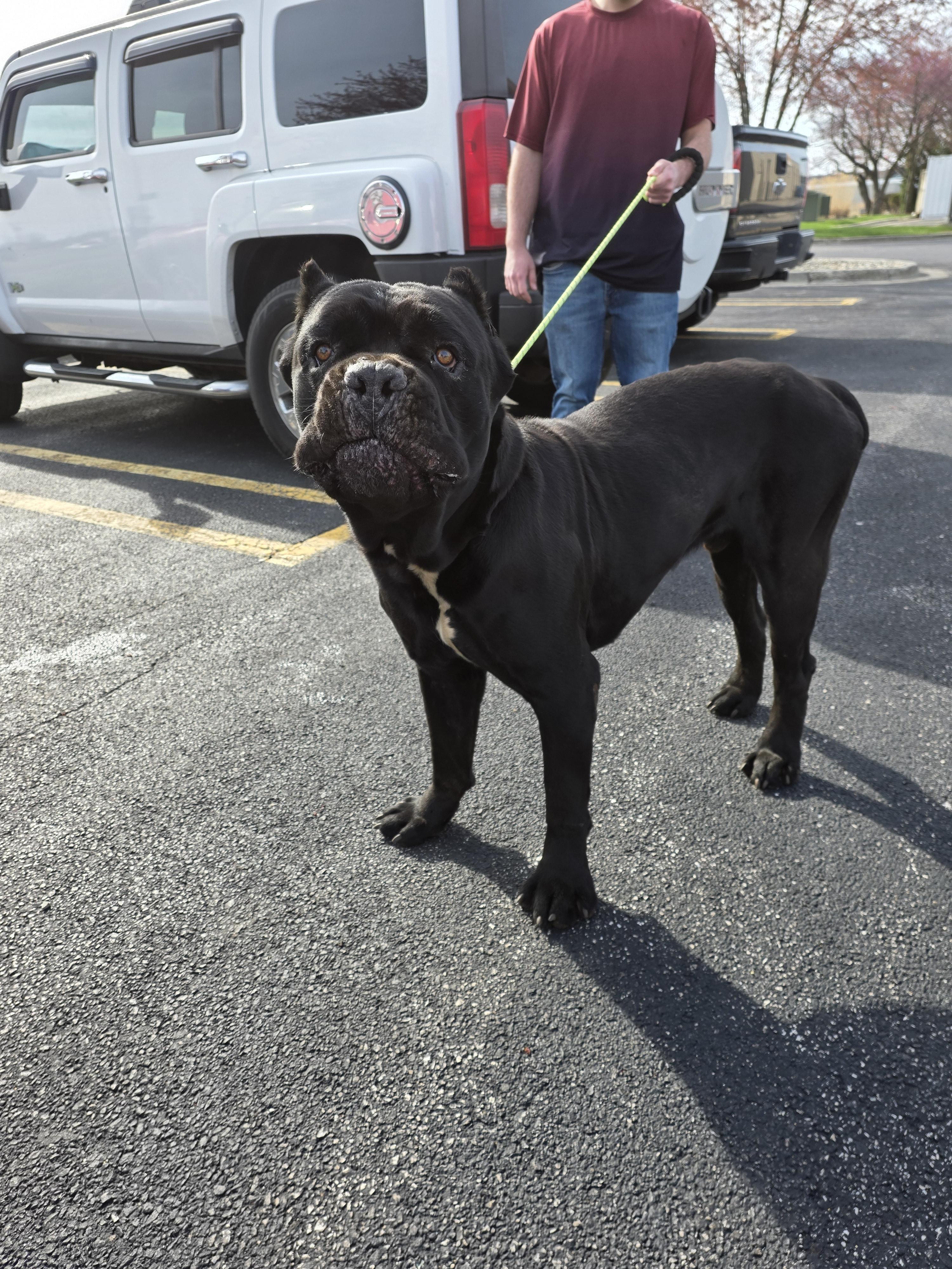 Kratos, a Adoptable Cane Corso in merrillville, IN image 3/4