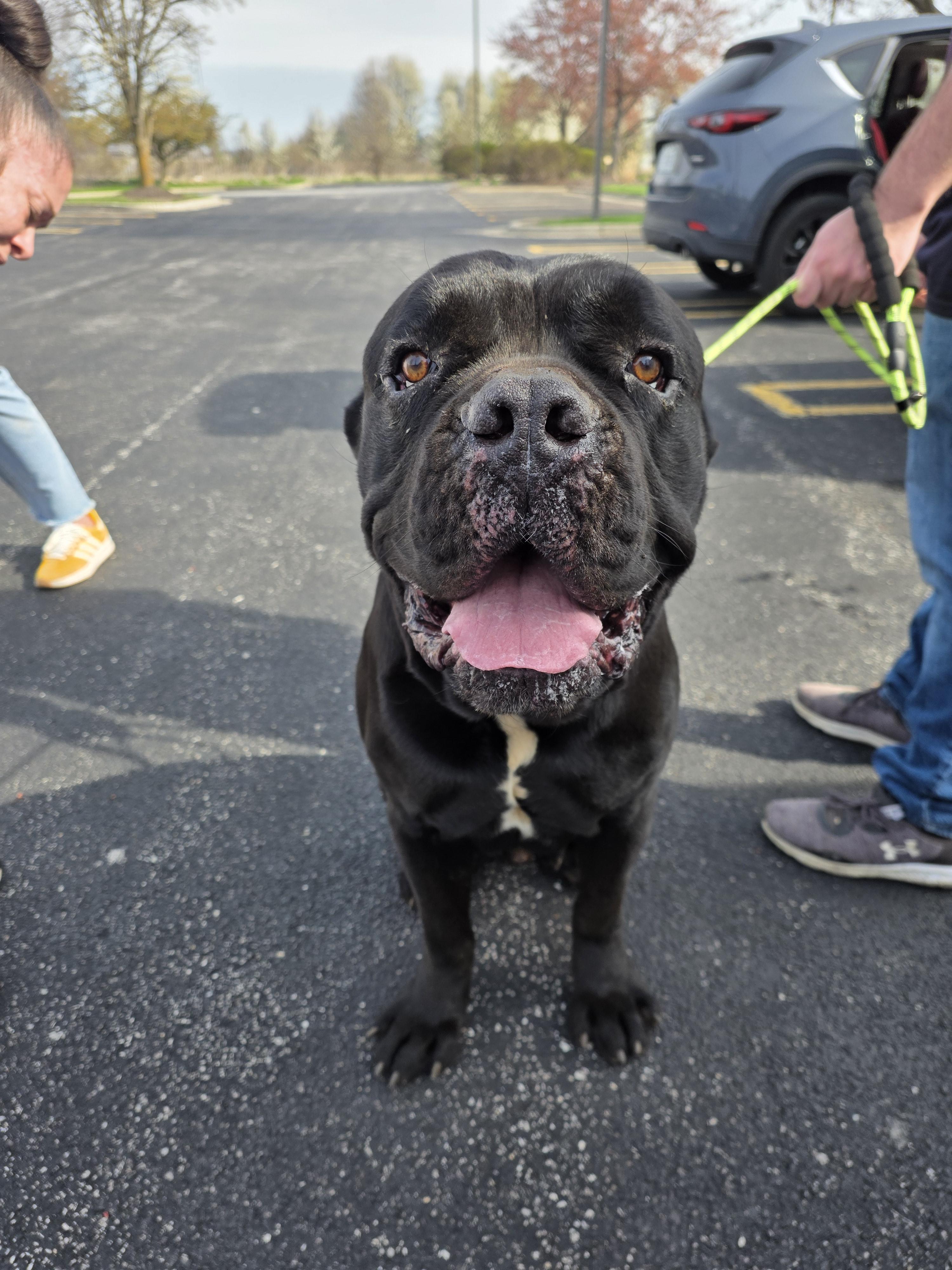 Kratos, a Adoptable Cane Corso in merrillville, IN image 4/4