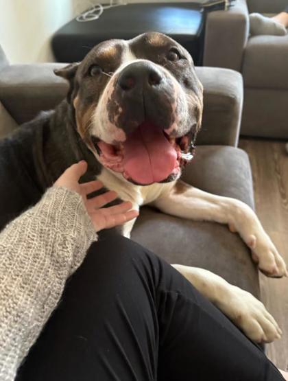 Tinker Bell, ADOPTABLE, Adult Female Mixed Breed.