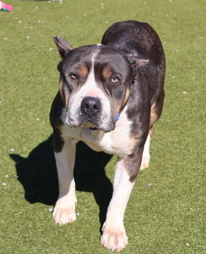 Enlarge Tinker Bell, a ADOPTABLE Mixed Breed in Athens, GA image 4/4