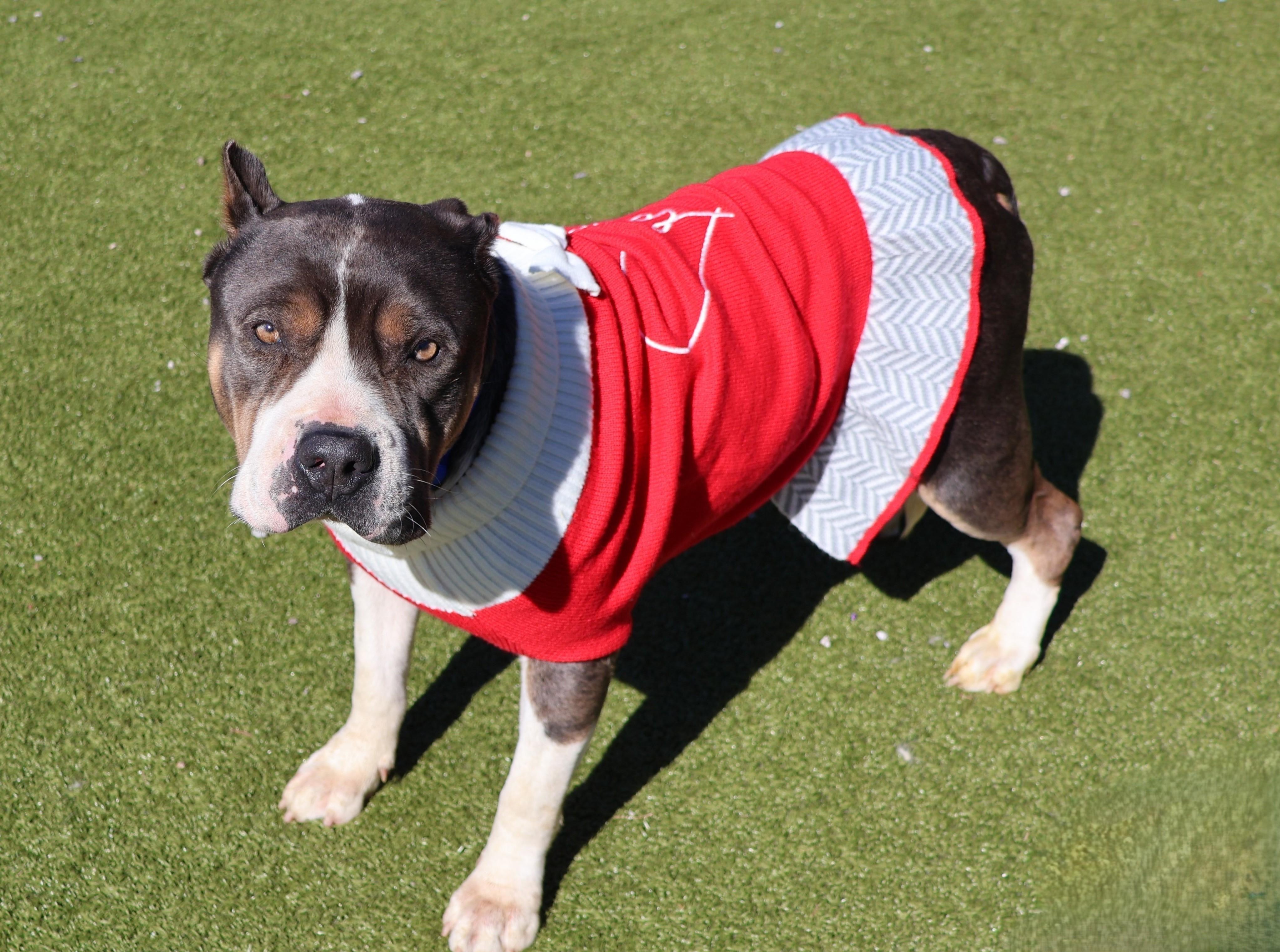 Enlarge Tinker Bell, a ADOPTABLE Mixed Breed in Athens, GA image 3/4