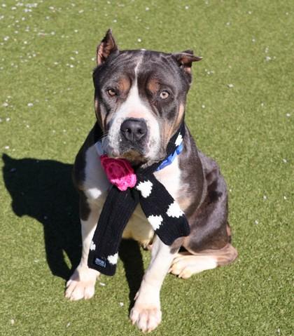 Enlarge Tinker Bell, a ADOPTABLE Mixed Breed in Athens, GA image 2/4