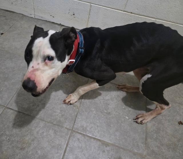 Remy - Looking for her hero human!, Adoptable, Adult Female Mixed Breed.