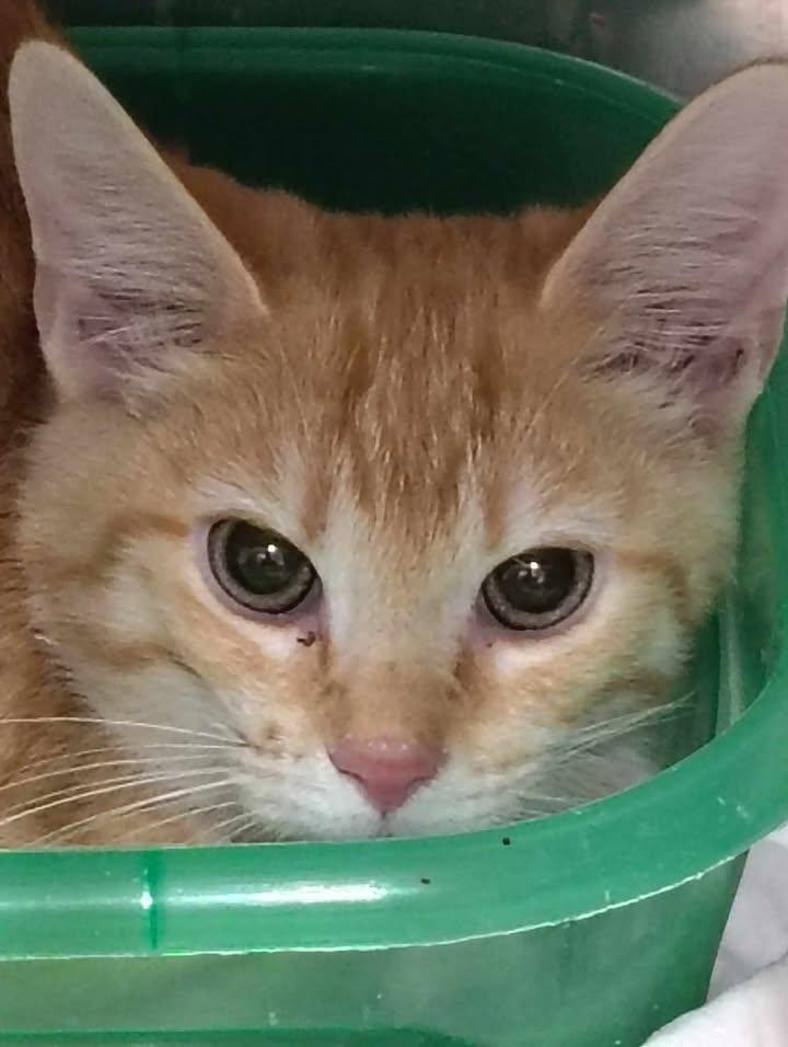 Enlarge Rosalie, an adopted Domestic Short Hair in Taylorsville, KY image 1/1