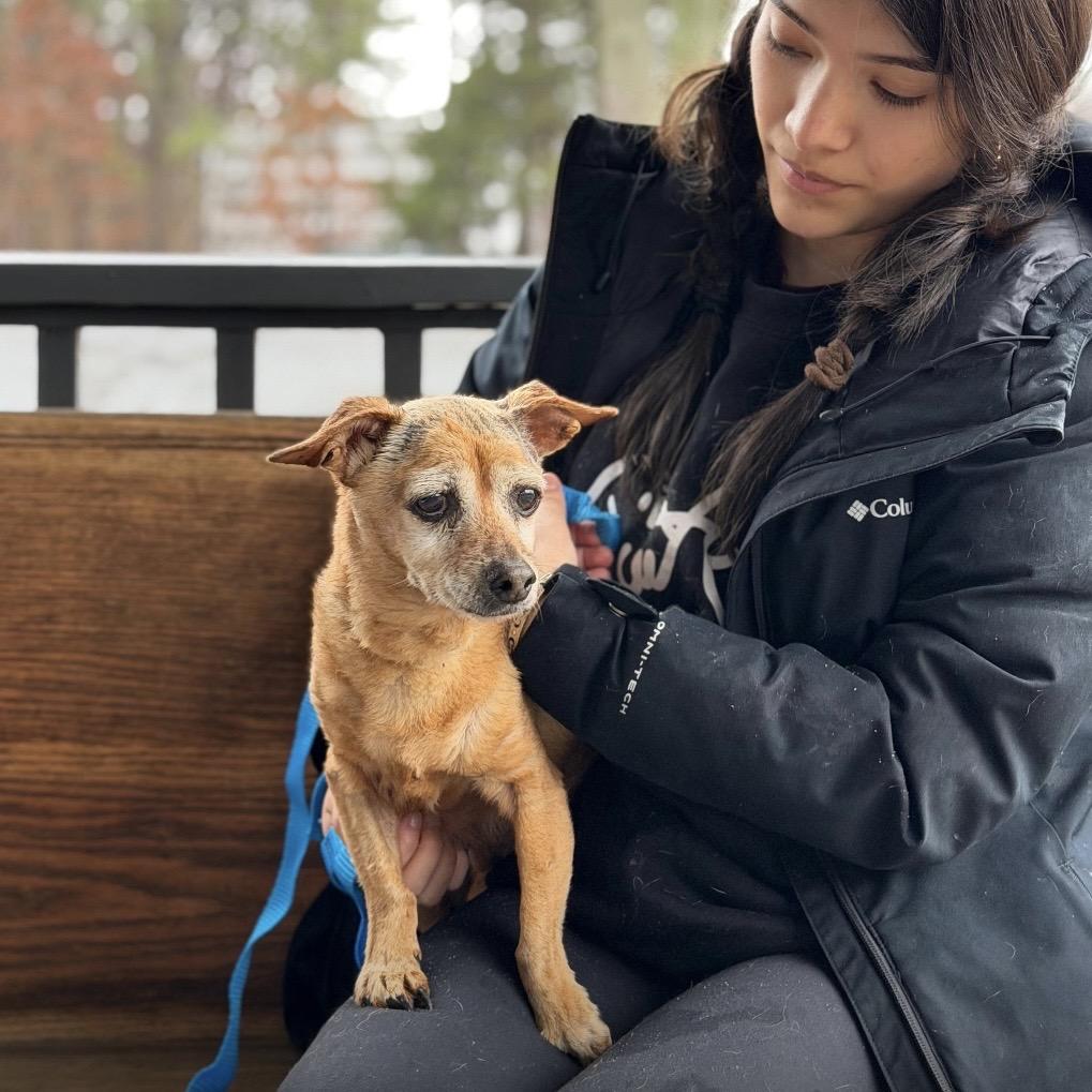 Enlarge CORDI, a Adoptable mixed breed in Atco, NJ image 1/6