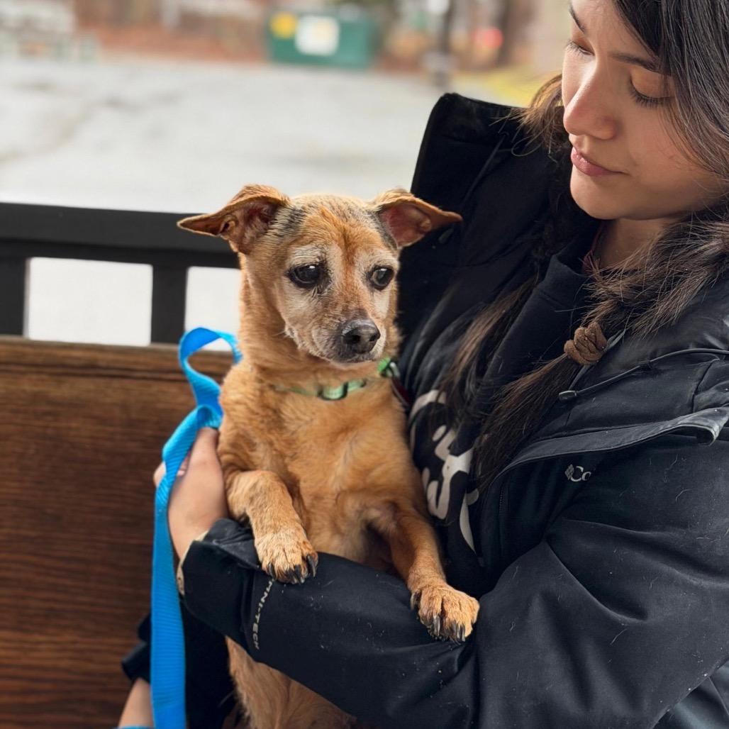 Enlarge CORDI, a Adoptable mixed breed in Atco, NJ image 2/6