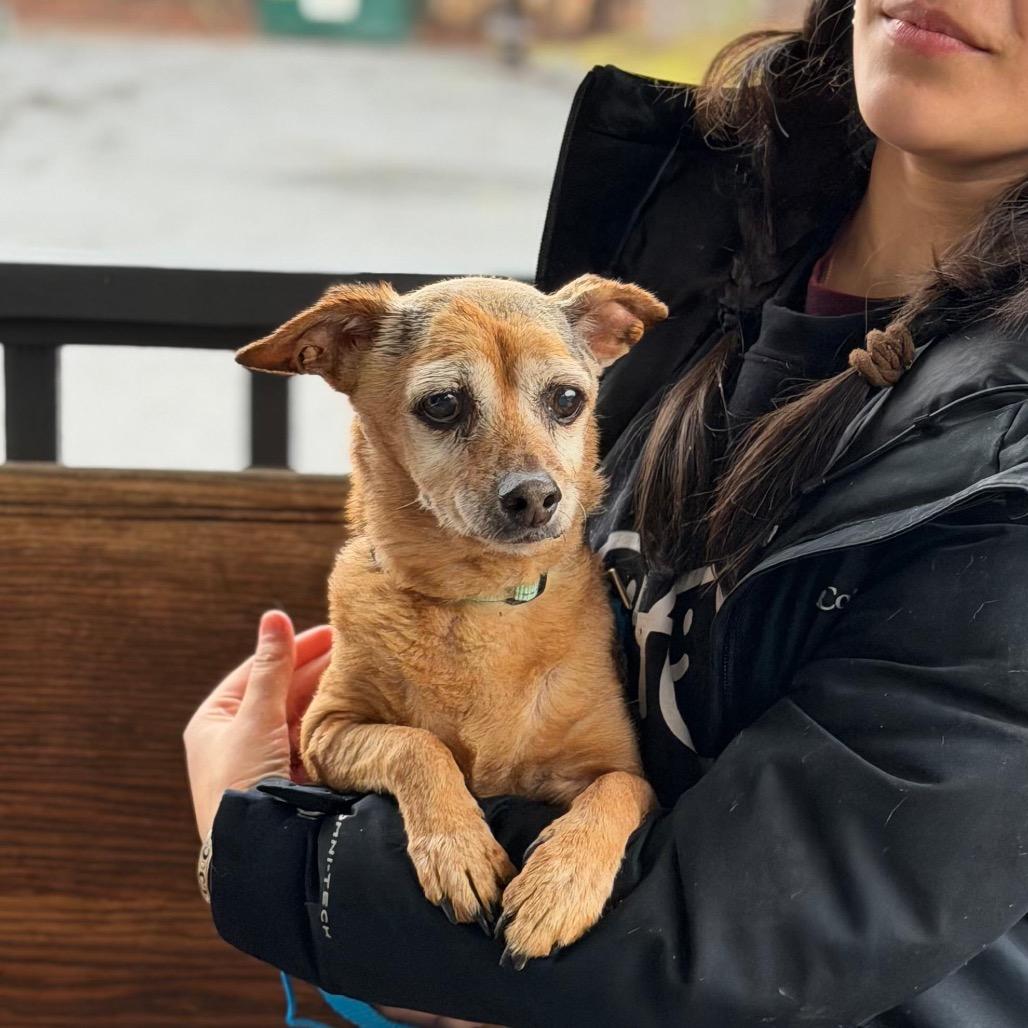 Enlarge CORDI, a Adoptable mixed breed in Atco, NJ image 3/6