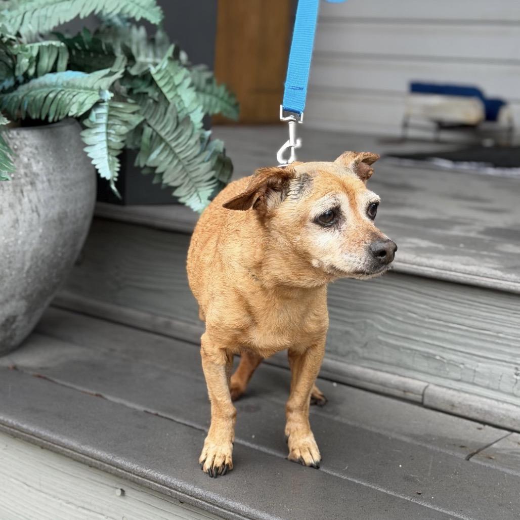 Enlarge CORDI, a Adoptable mixed breed in Atco, NJ image 4/6