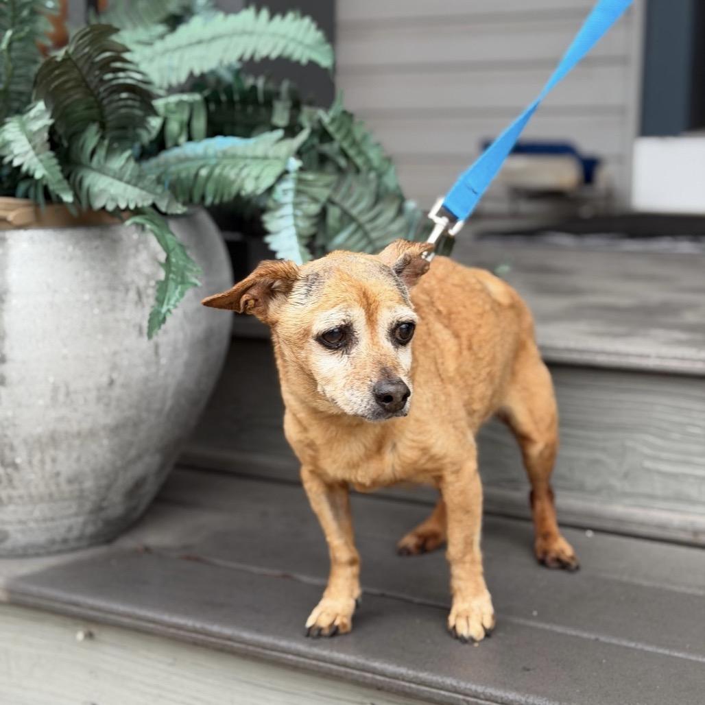 Enlarge CORDI, a Adoptable mixed breed in Atco, NJ image 5/6