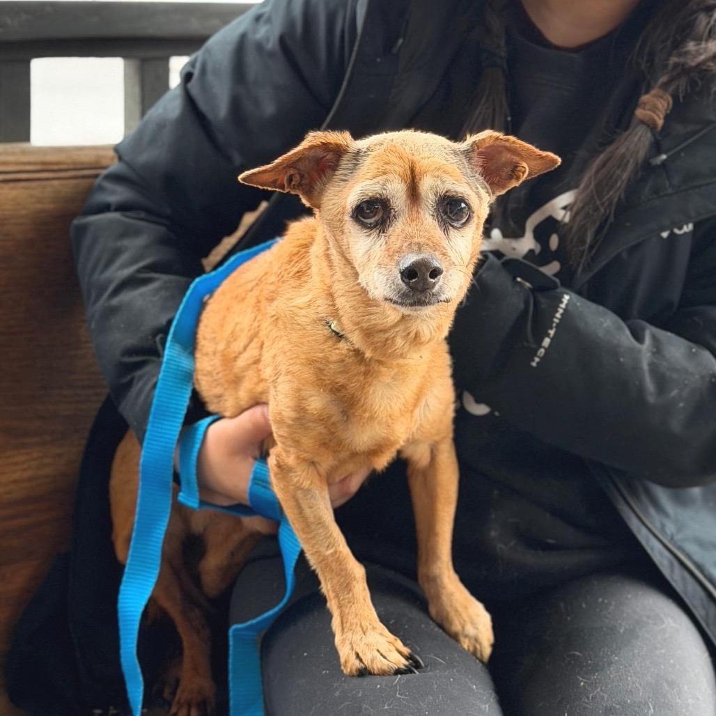 Enlarge CORDI, a Adoptable mixed breed in Atco, NJ image 6/6