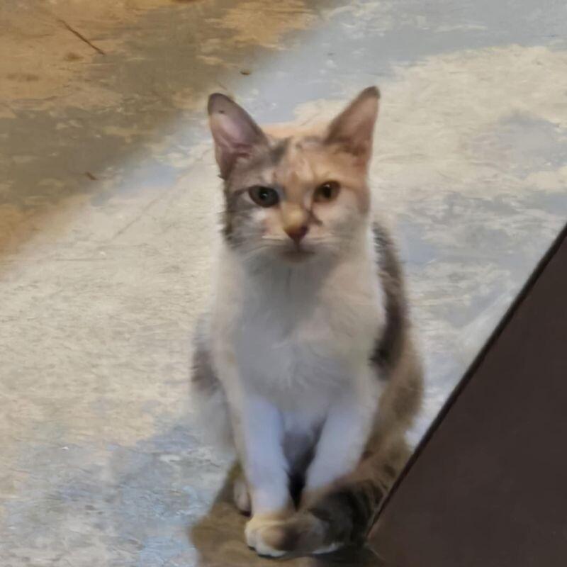 Daisy, Adoptable, Adult Female Domestic Short Hair.