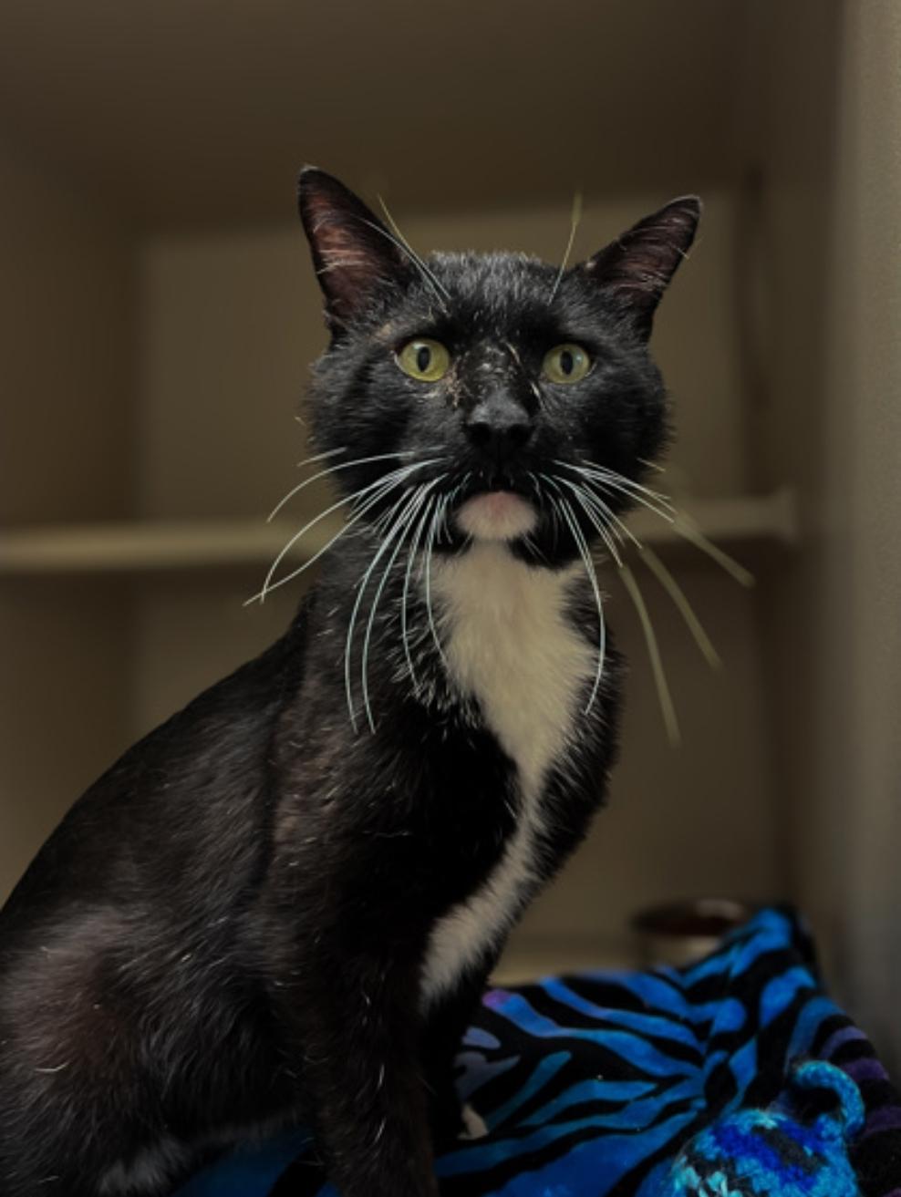 Old Manny, Adoptable, Adult Male Domestic Short Hair.