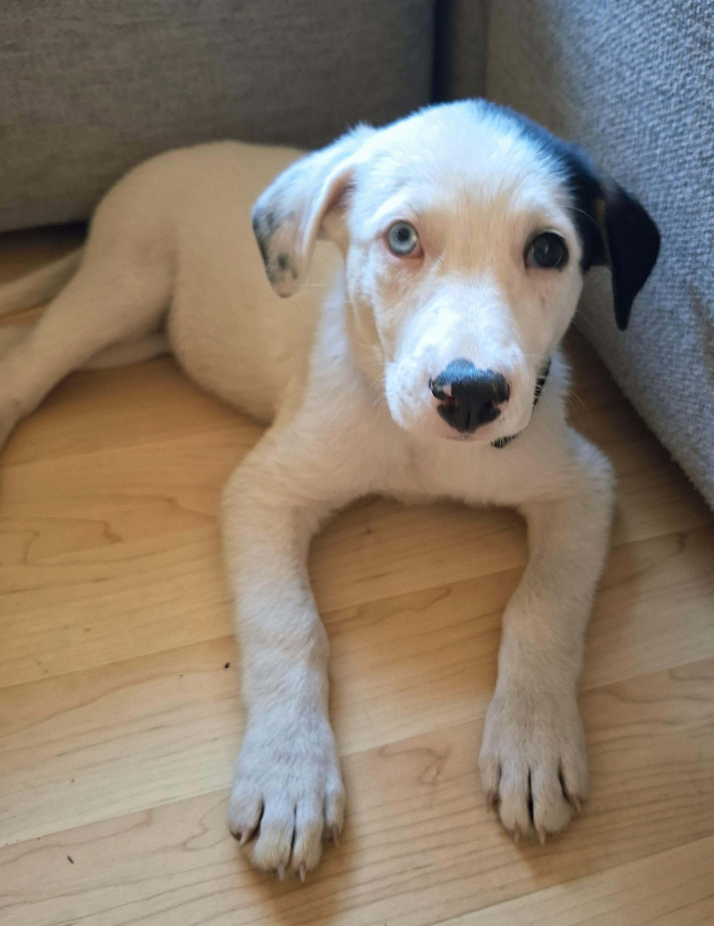Iris (Garden Girls), a ADOPTABLE mixed breed in Redwood City, CA image 3/3