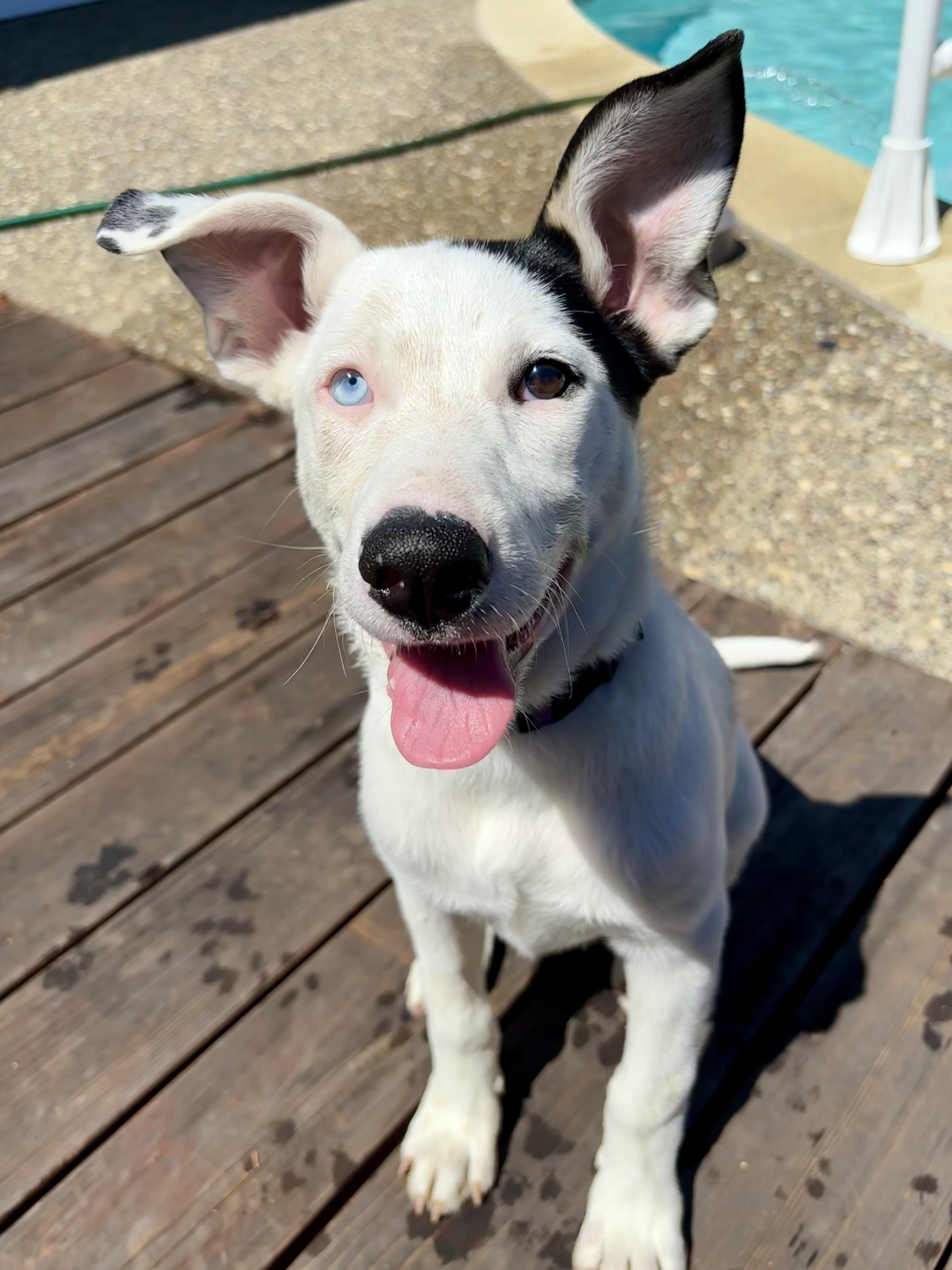 Enlarge Iris (Garden Girls), a ADOPTABLE mixed breed in Redwood City, CA image 2/6