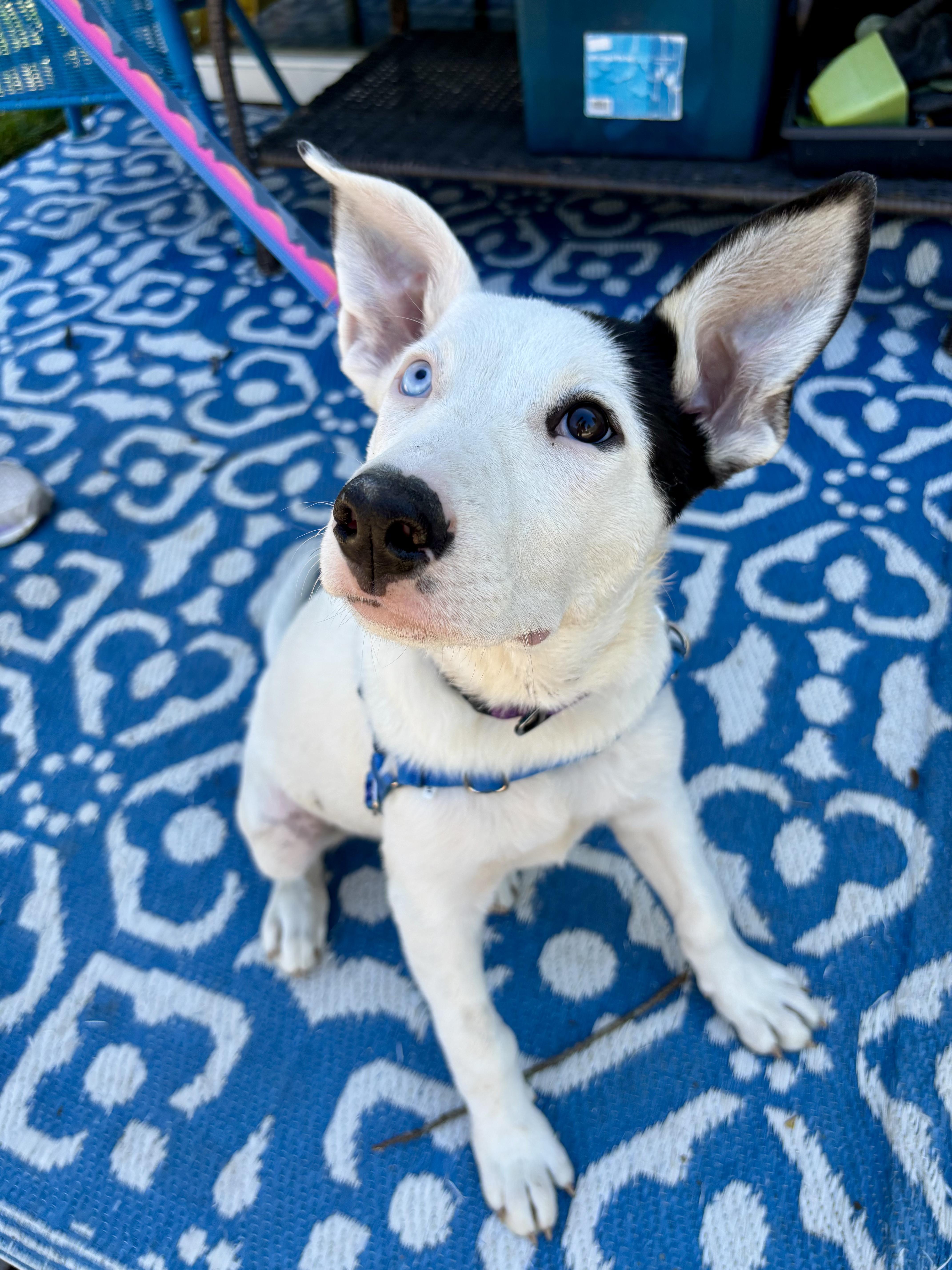 Enlarge Iris (Garden Girls), a ADOPTABLE mixed breed in Redwood City, CA image 4/6