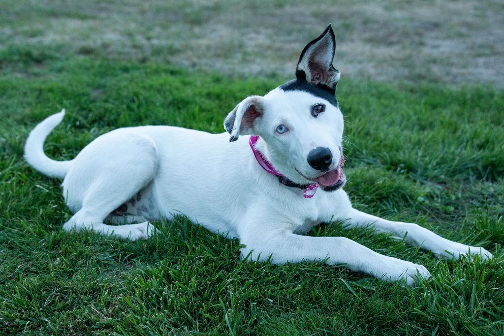 Enlarge Iris (Garden Girls), a Adoptable mixed breed in Redwood City, CA image 4/6
