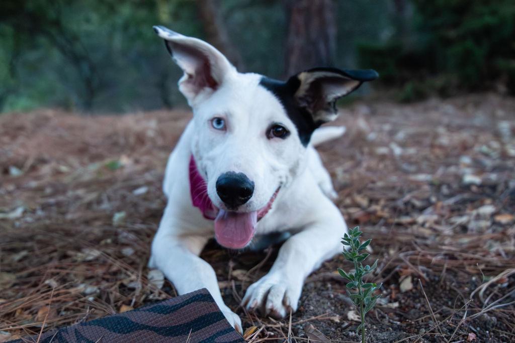 Iris (Garden Girls), Adoptable, Puppy Female Shepherd.