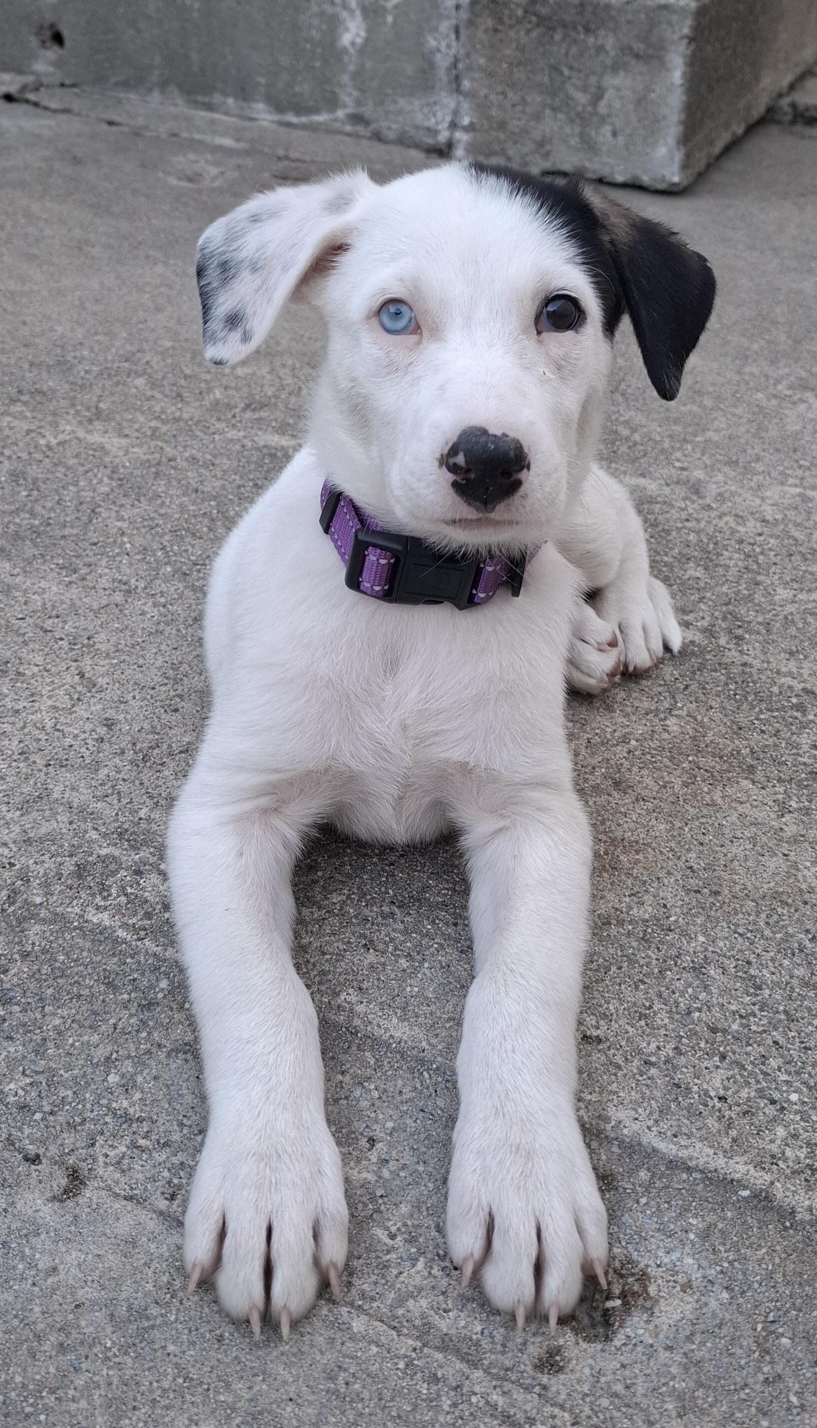 Iris (Garden Girls), a ADOPTABLE mixed breed in Redwood City, CA image 1/3
