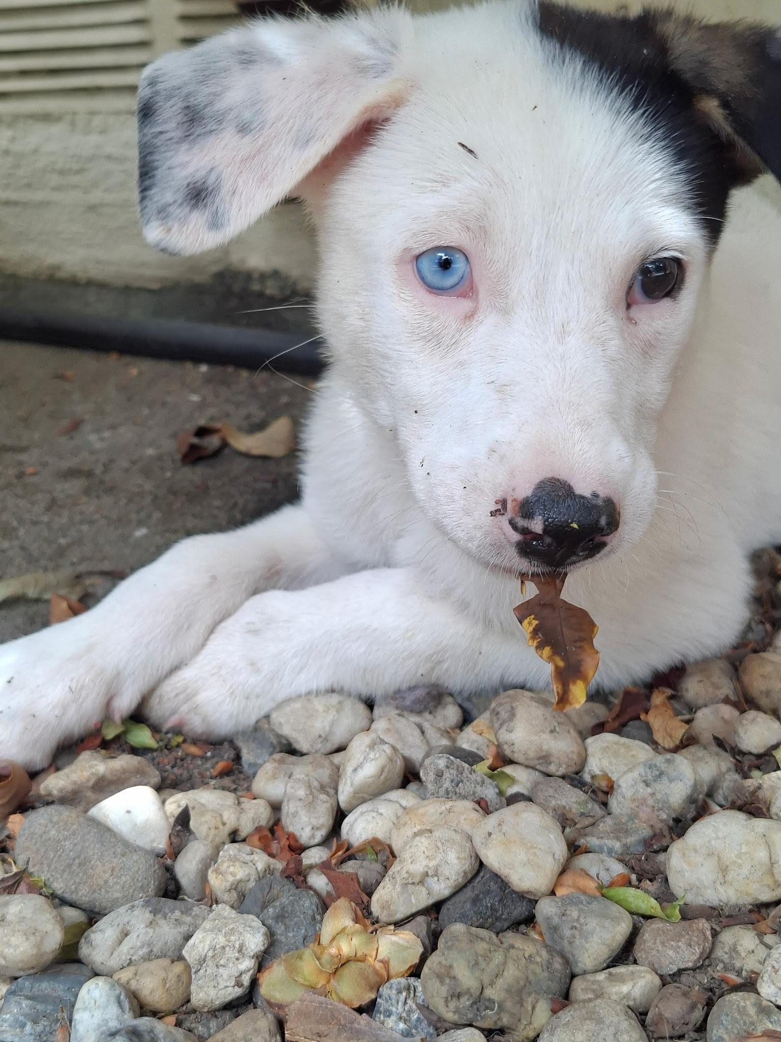 Enlarge Iris (Garden Girls), a ADOPTABLE mixed breed in Redwood City, CA image 6/6