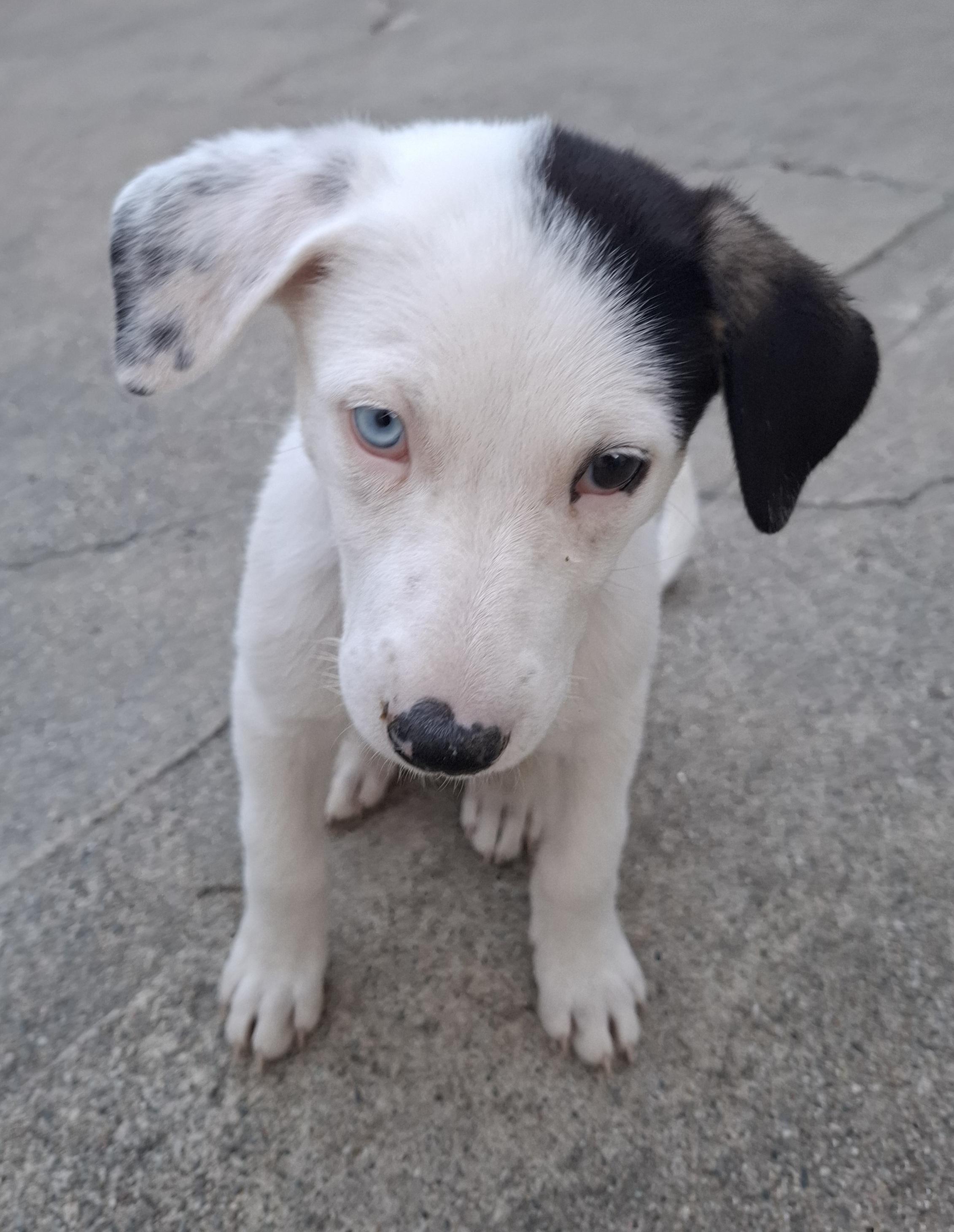 Iris (Garden Girls), a ADOPTABLE mixed breed in Redwood City, CA image 2/3