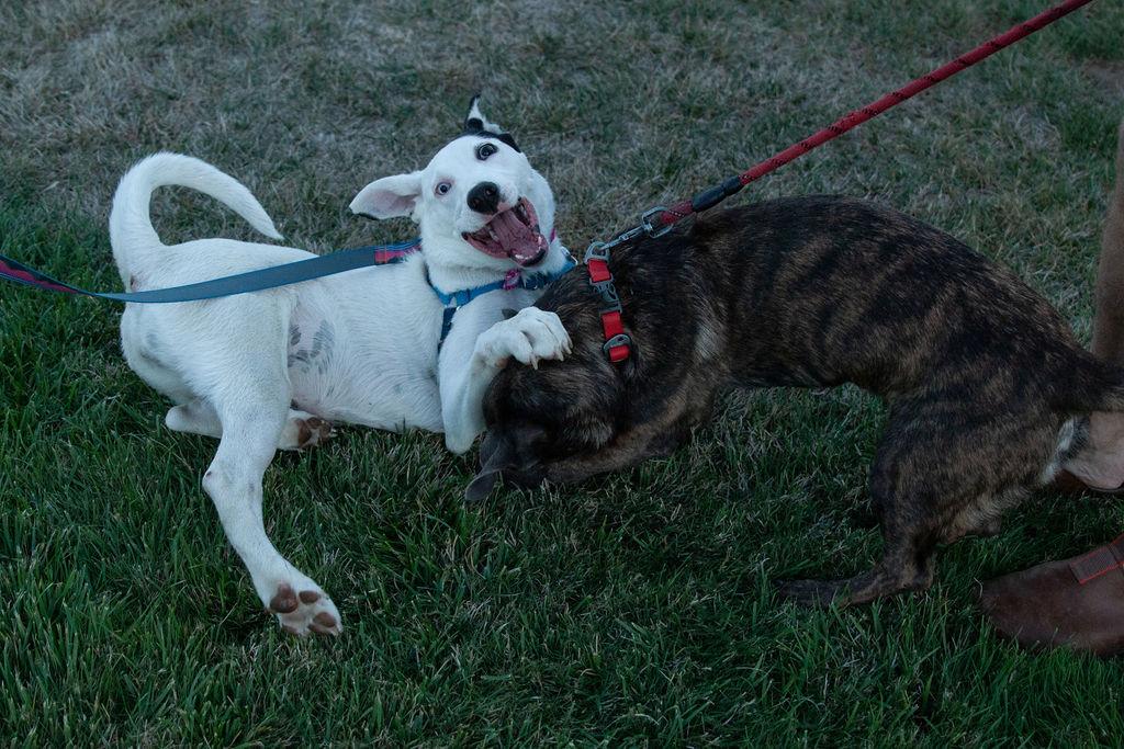 Enlarge Iris (Garden Girls), a Adoptable mixed breed in Redwood City, CA image 6/6