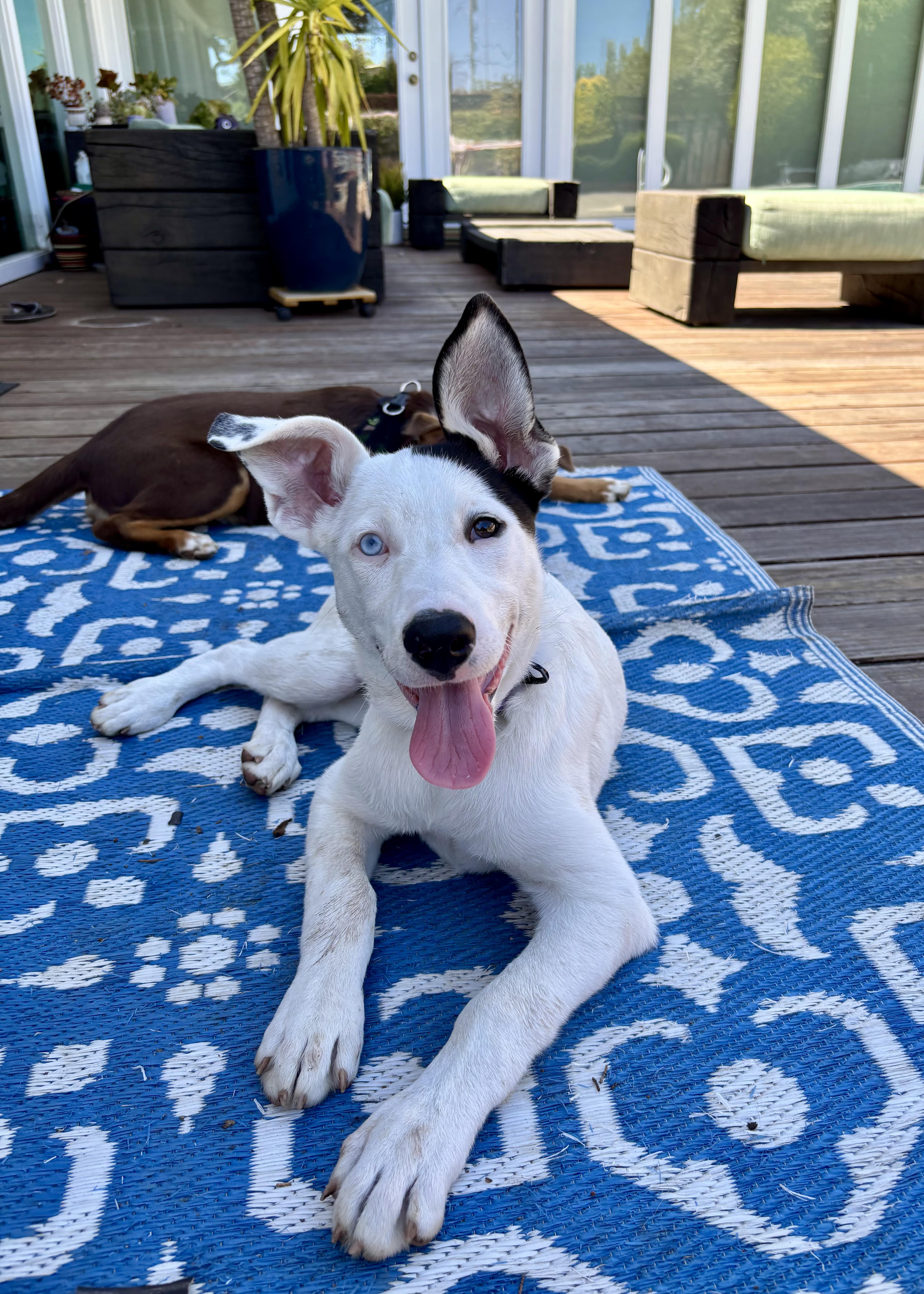 Enlarge Iris (Garden Girls), a ADOPTABLE mixed breed in Redwood City, CA image 3/6