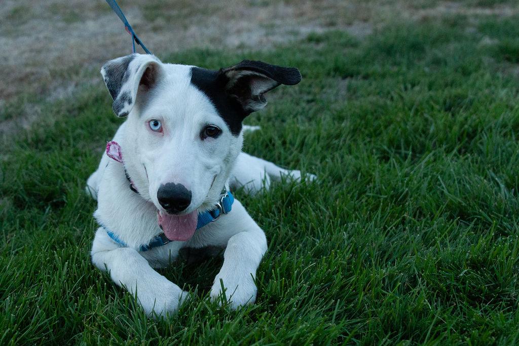 Enlarge Iris (Garden Girls), a Adoptable mixed breed in Redwood City, CA image 5/6