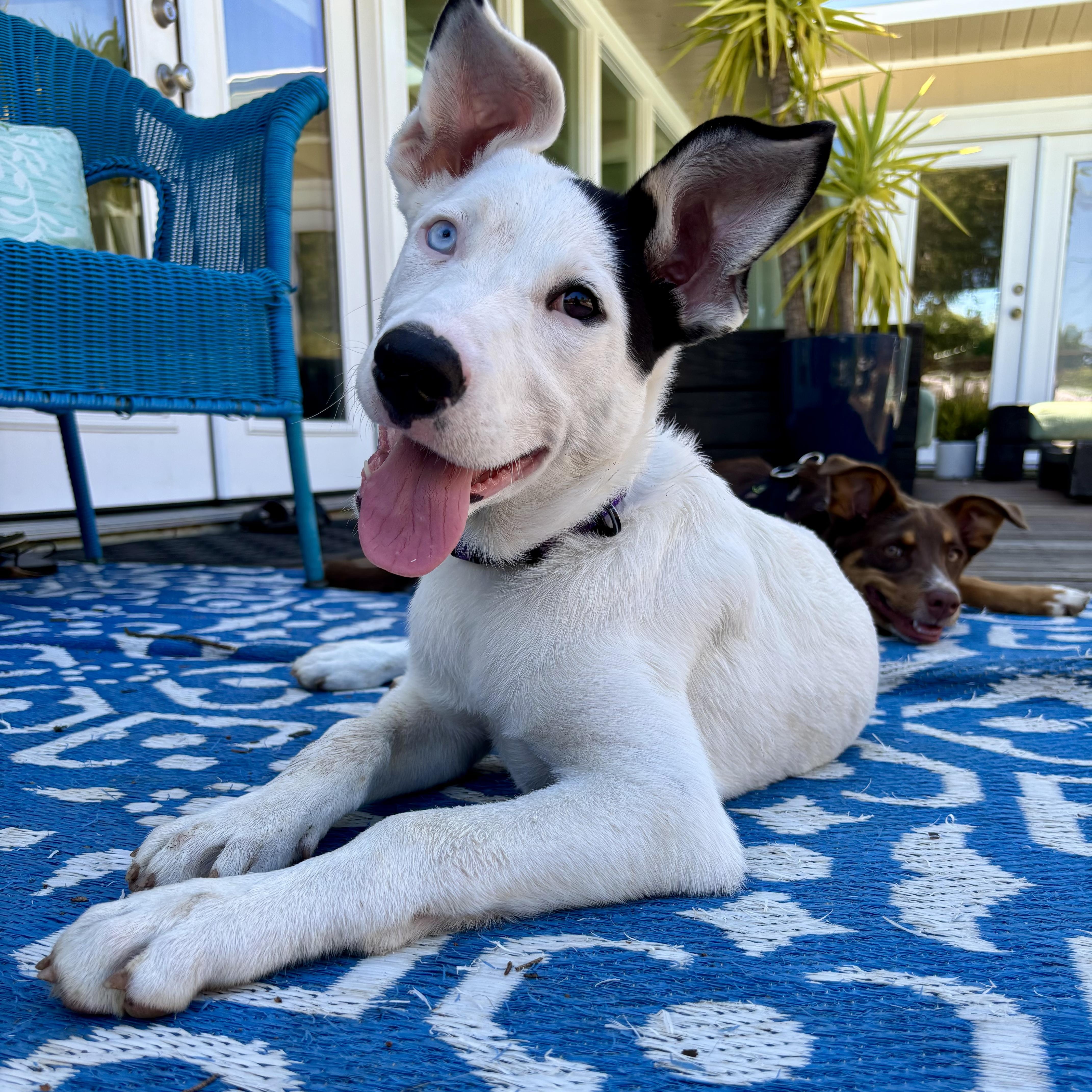 Iris (Garden Girls), ADOPTABLE, Puppy Female Shepherd.