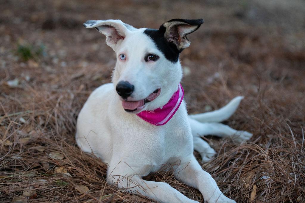 Enlarge Iris (Garden Girls), a Adoptable mixed breed in Redwood City, CA image 3/6