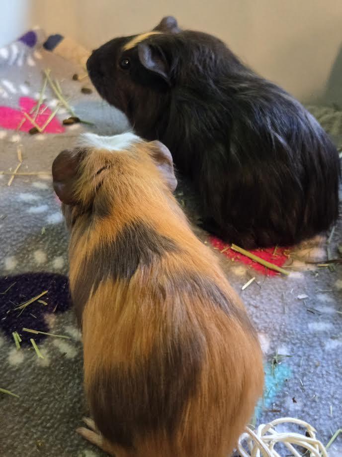 Amy and Emily, ADOPTABLE, Baby Female Guinea Pig.
