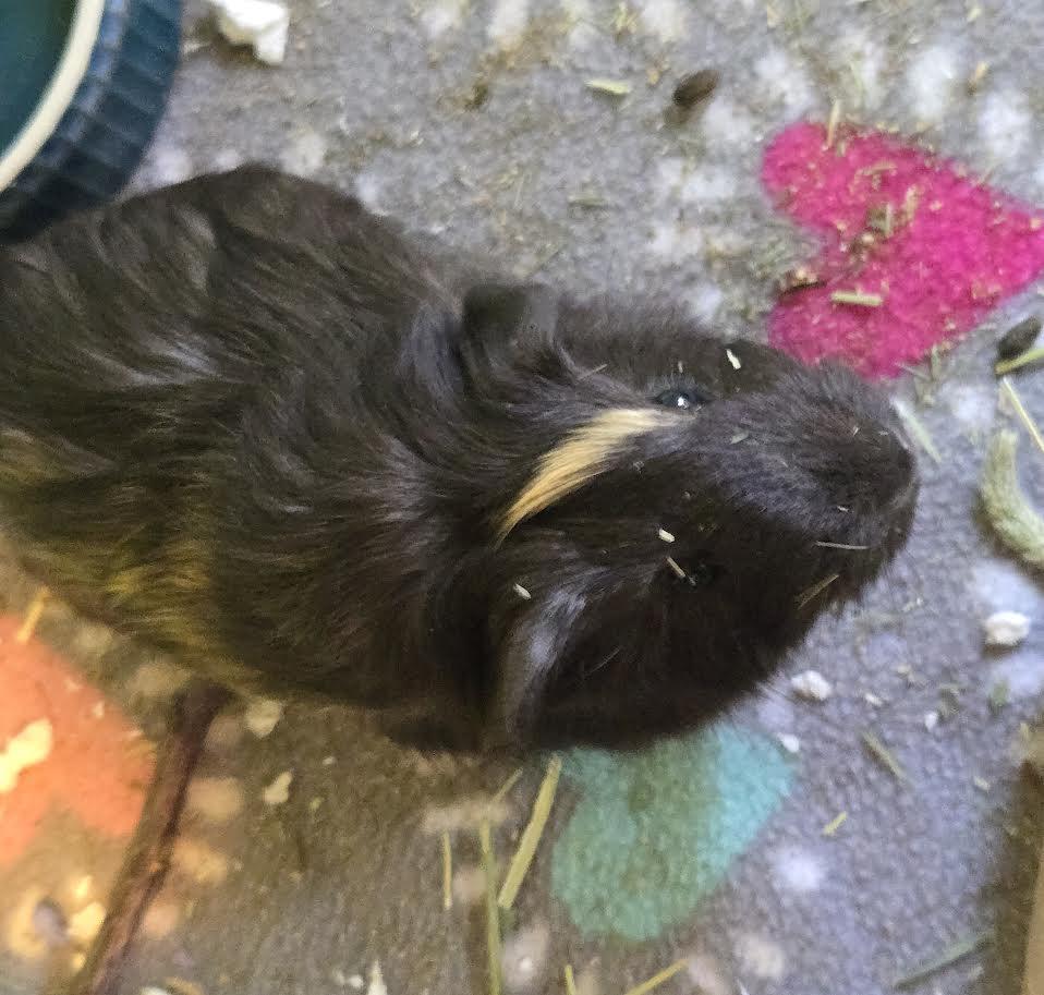Enlarge Amy and Emily, a ADOPTABLE Guinea Pig in Bellingham, WA image 3/3
