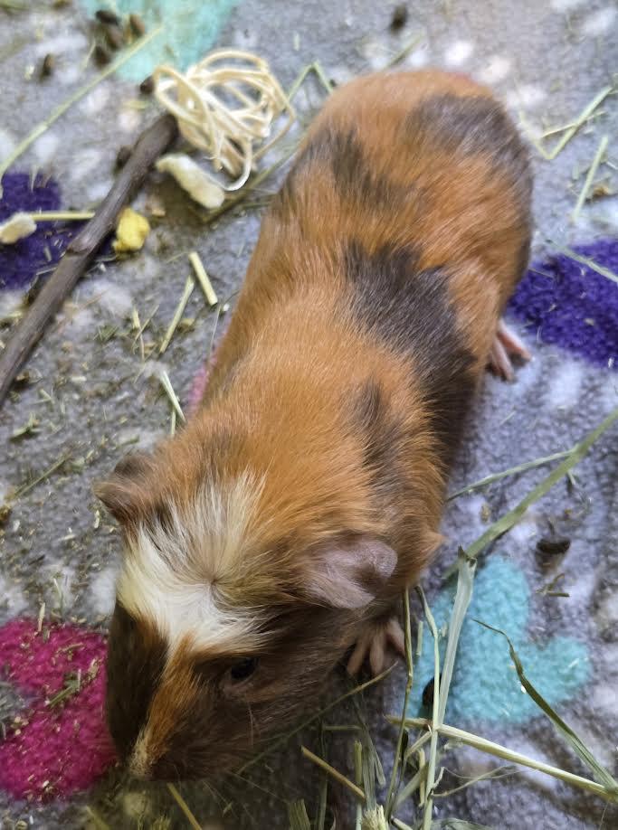 Enlarge Amy and Emily, a ADOPTABLE Guinea Pig in Bellingham, WA image 2/3