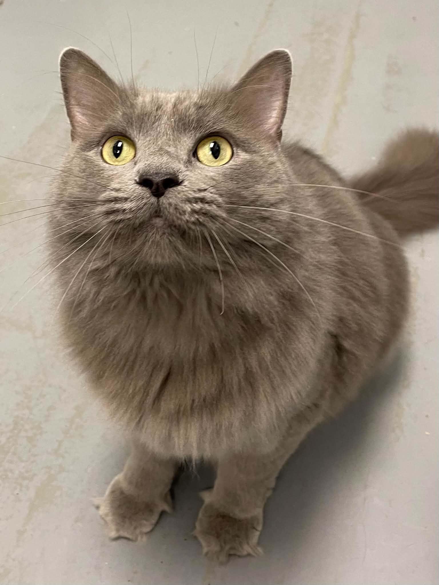 Jack, Adopted, Adult Male Domestic Long Hair.