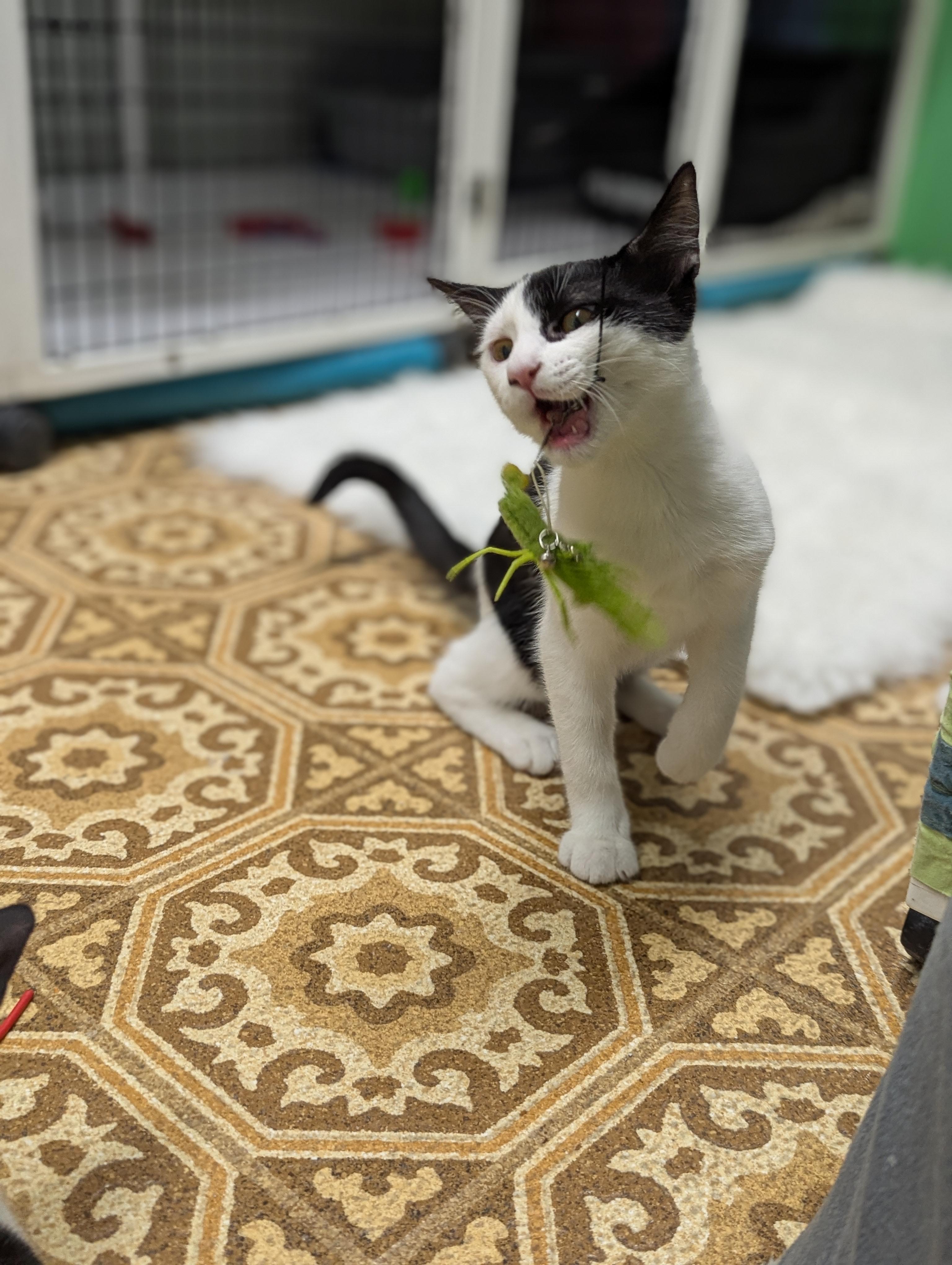 Oreo, a Adoptable mixed breed in Hermosa Beach, CA image 4/4