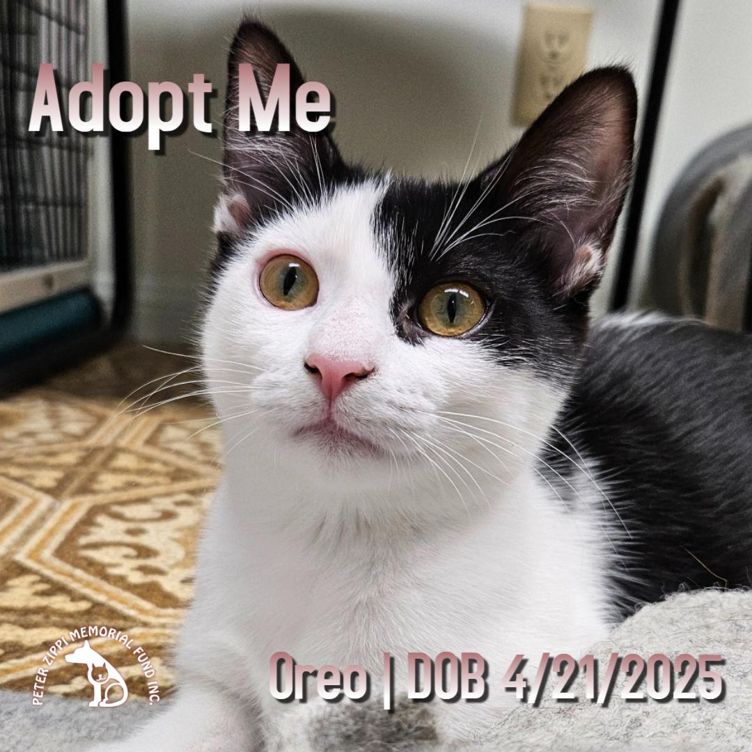 Oreo, Adoptable, Young Female Domestic Short Hair & American Shorthair.