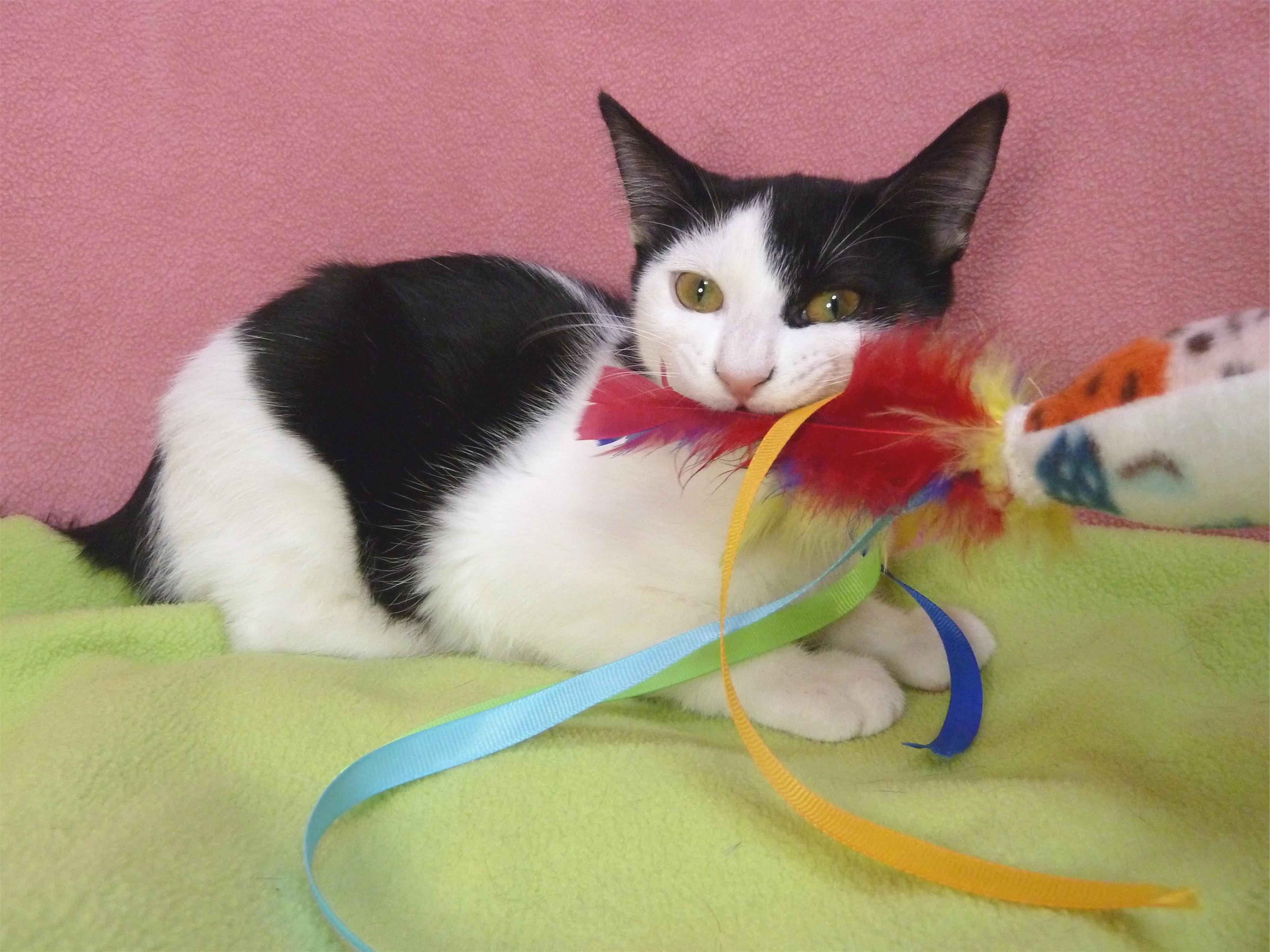 Oreo, a Adoptable mixed breed in Hermosa Beach, CA image 2/4