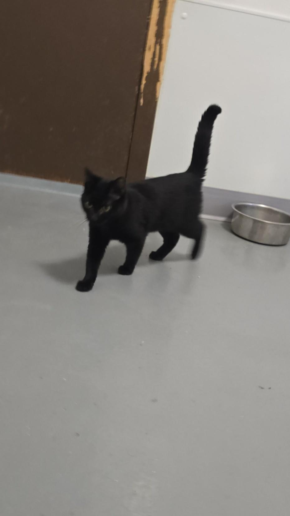 Gloria, Adoptable, Kitten Female Domestic Short Hair.