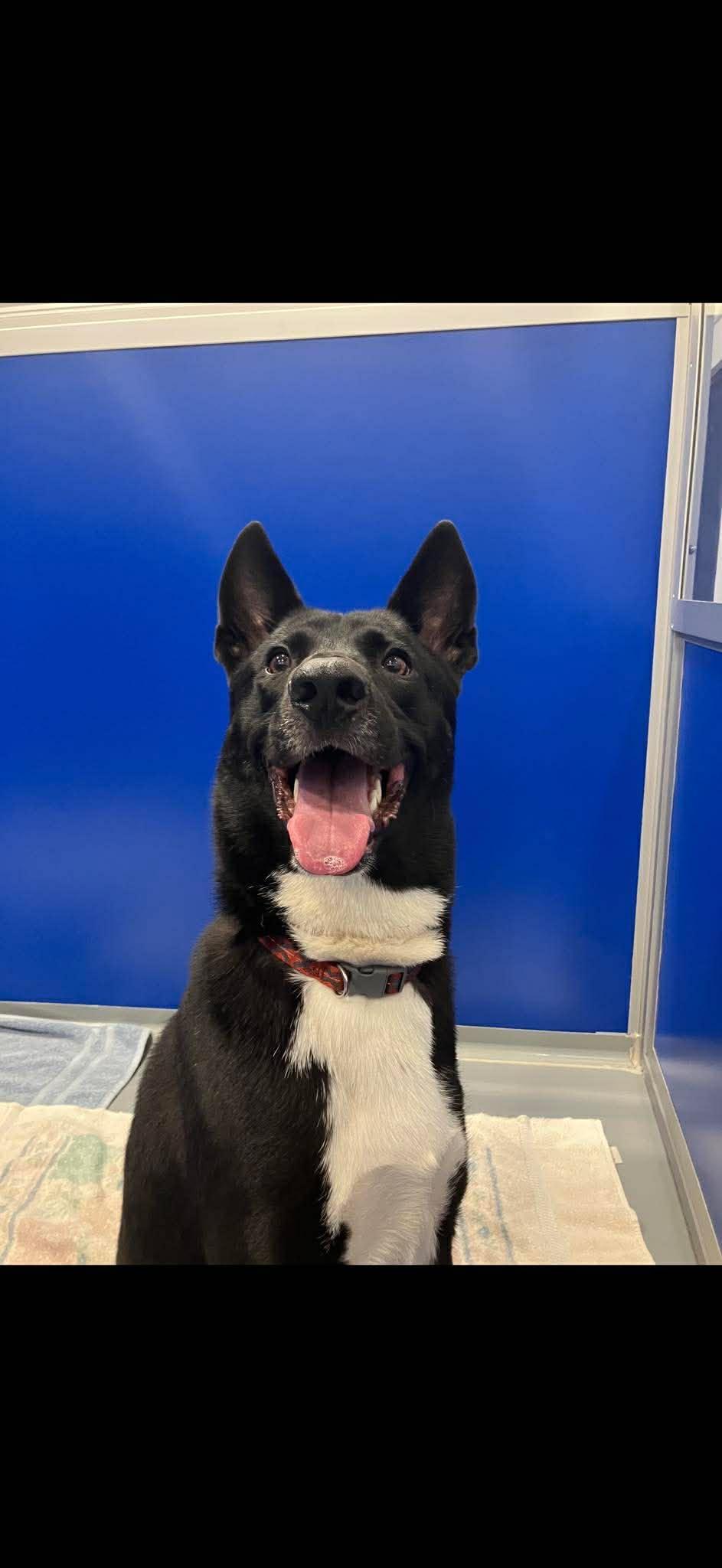 Enlarge Kipper, an adoptable mixed breed in Kalamazoo, MI image 5/6