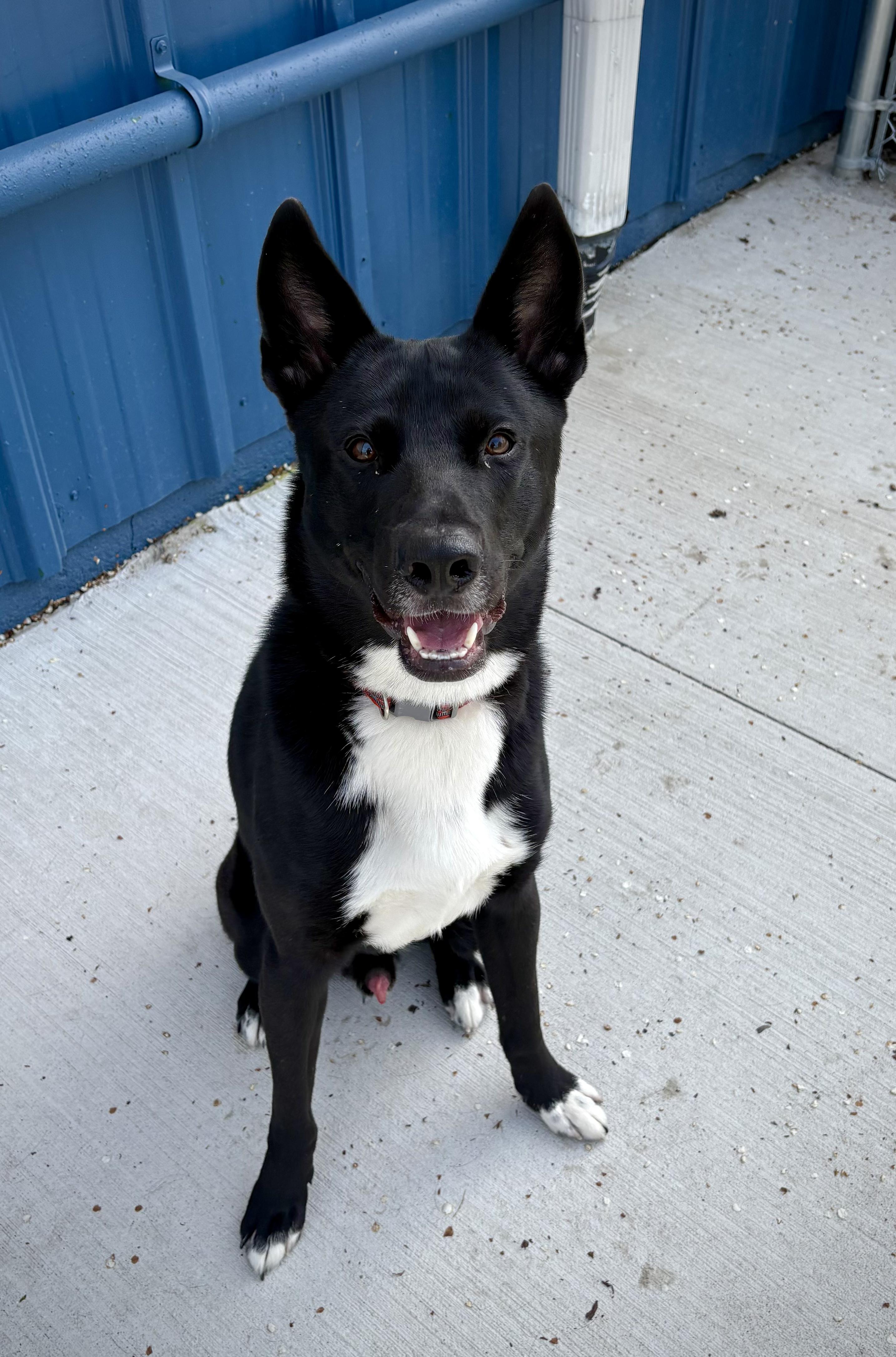 Enlarge Kipper, an adoptable mixed breed in Kalamazoo, MI image 2/6