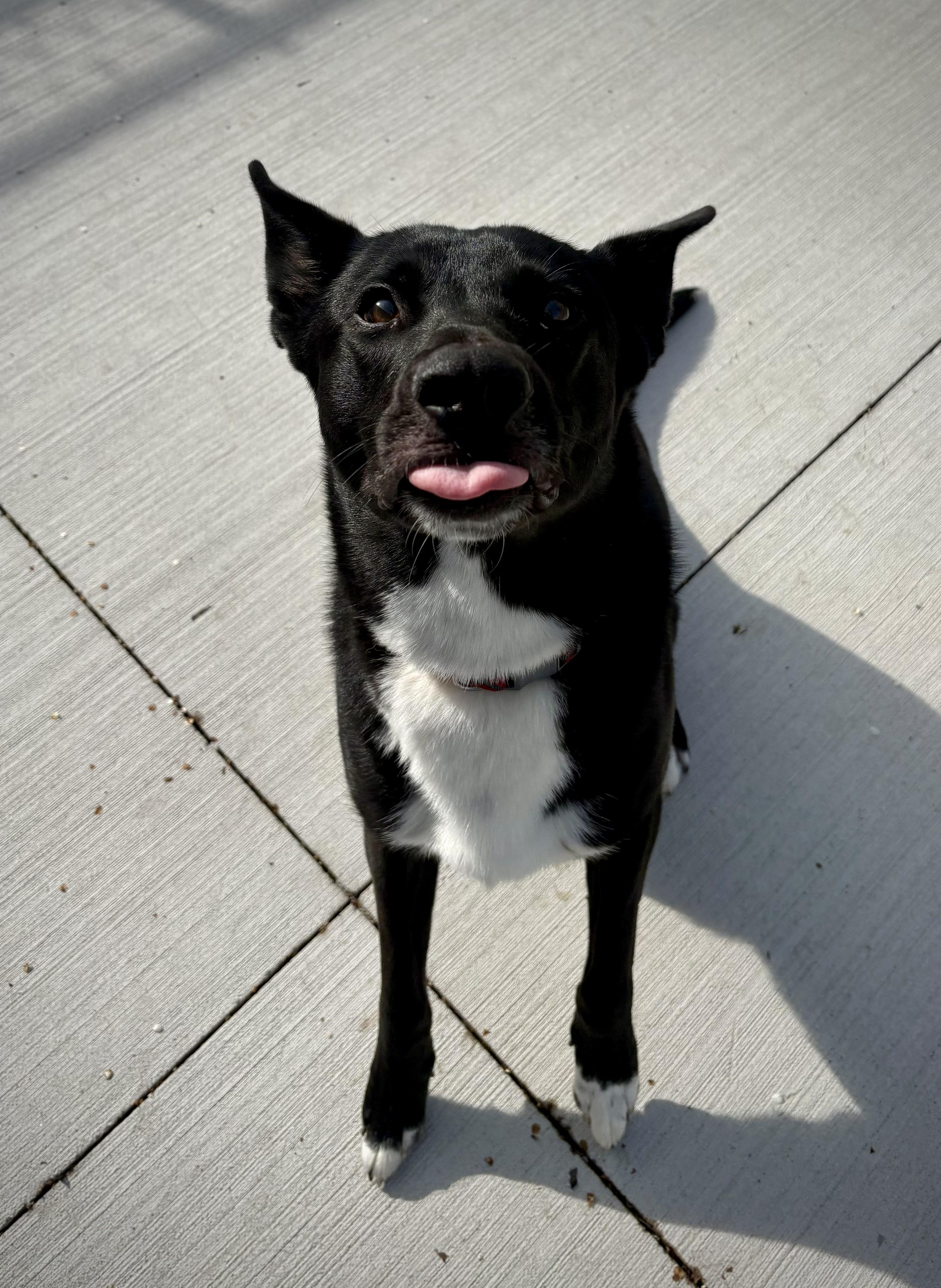 Enlarge Kipper, an adoptable mixed breed in Kalamazoo, MI image 6/6