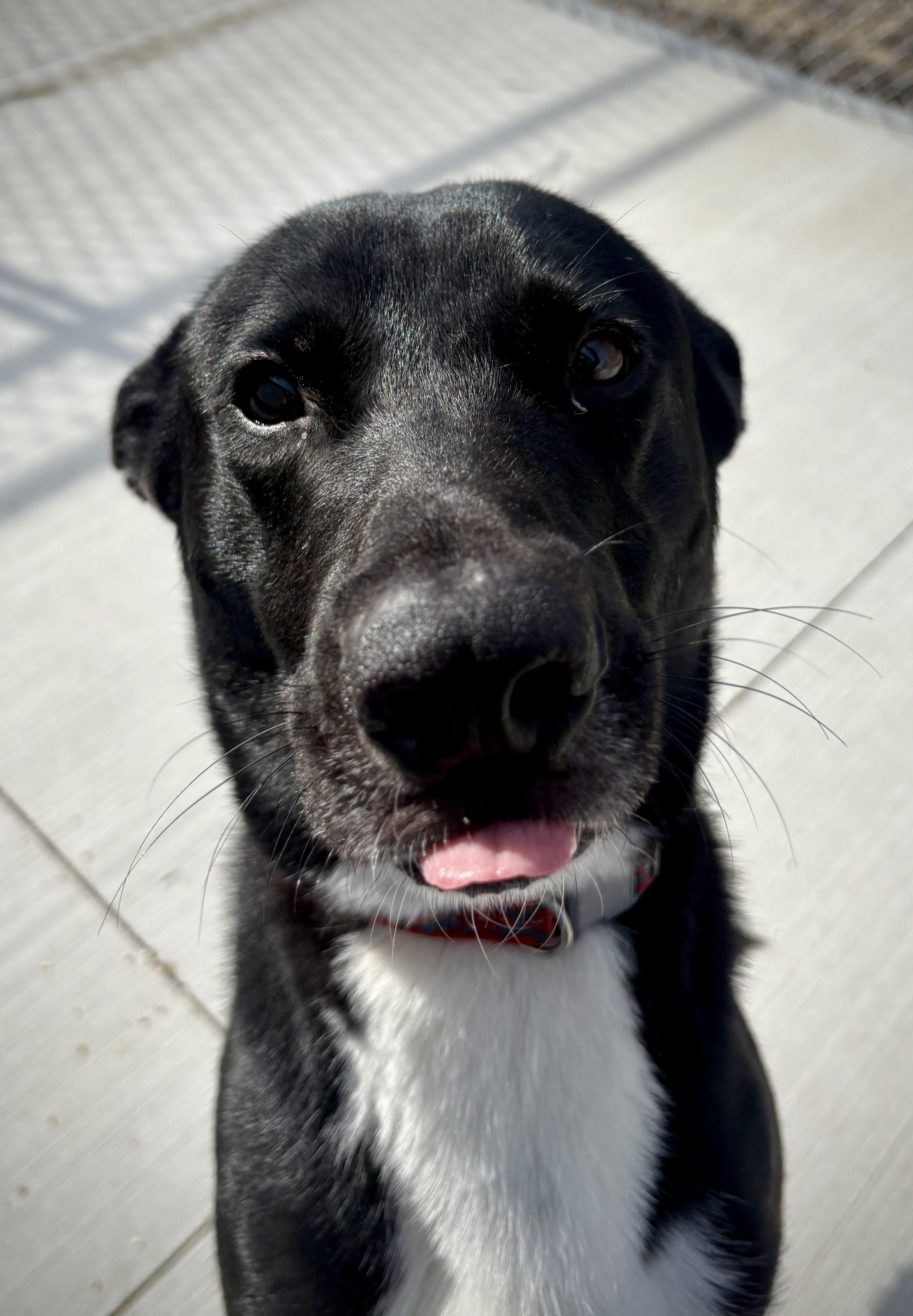 Enlarge Kipper, an adoptable mixed breed in Kalamazoo, MI image 3/6