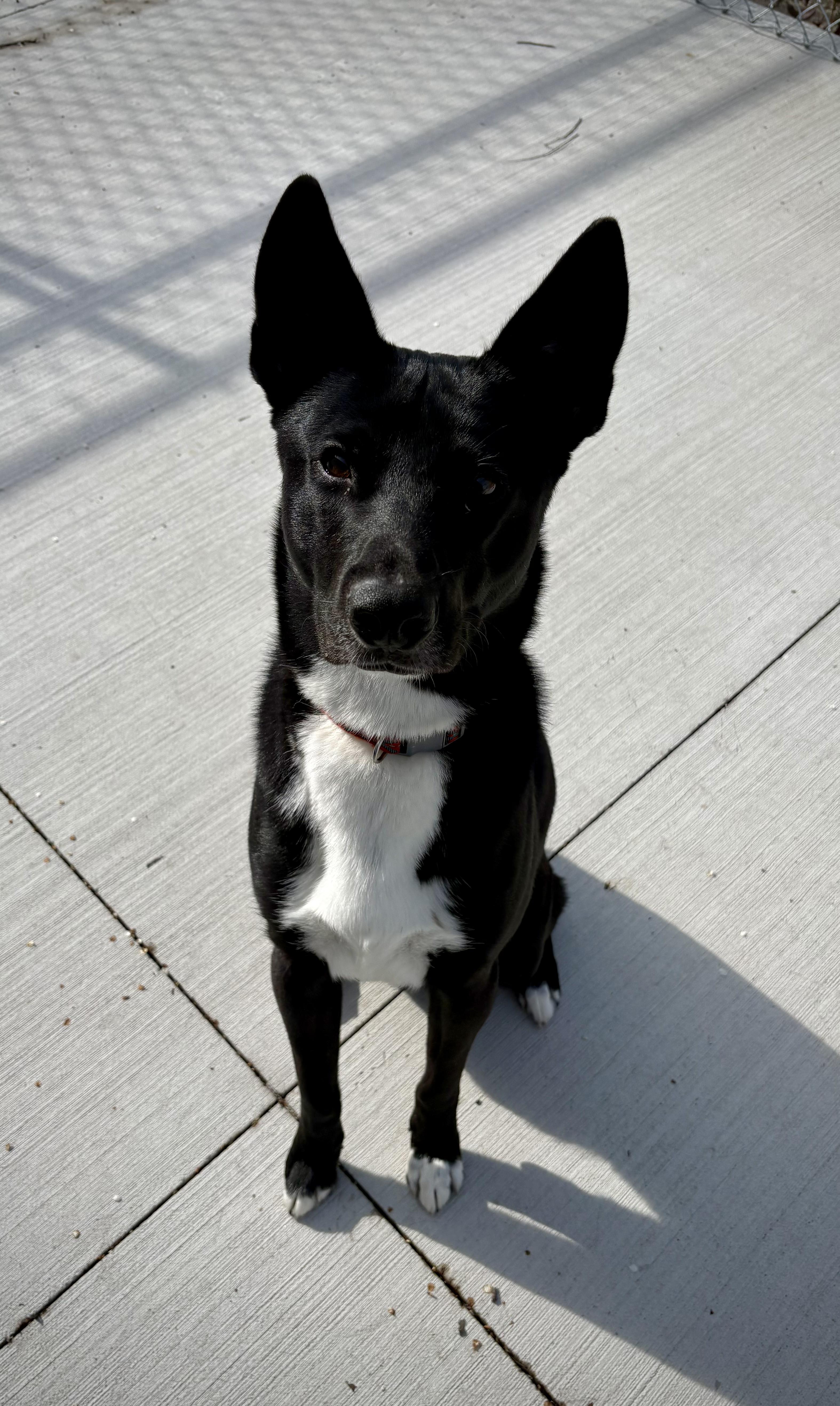 Kipper, adoptable, Young Male Border Collie & Shepherd.