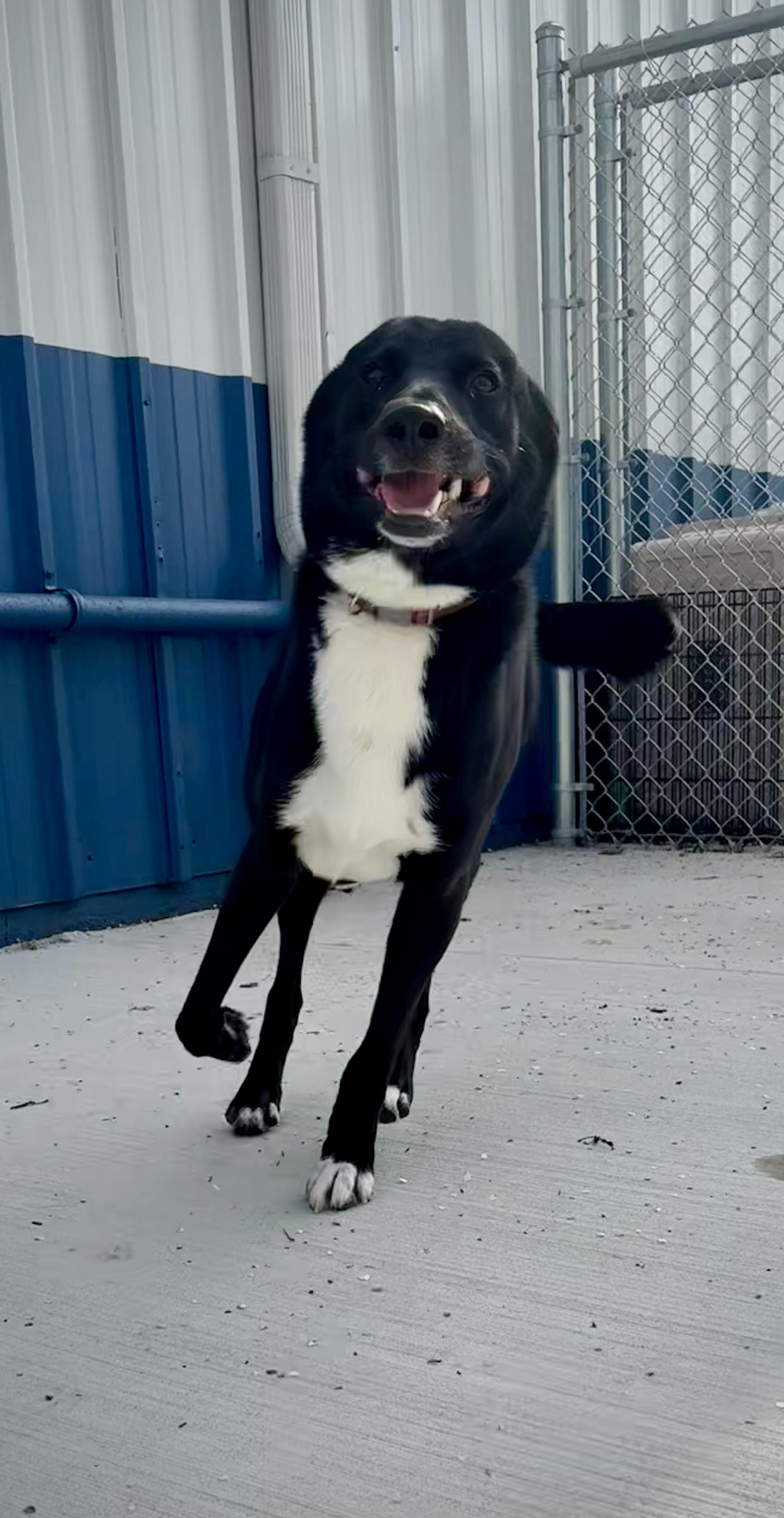 Enlarge Kipper, an adoptable mixed breed in Kalamazoo, MI image 4/6