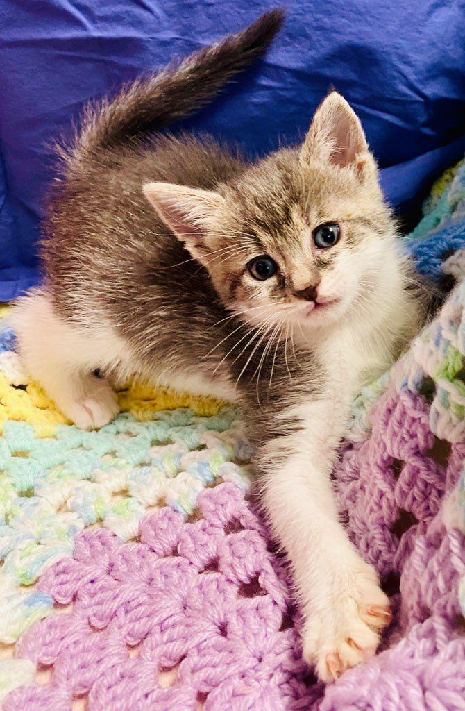 Selina Kyle, ADOPTABLE, Kitten Female Domestic Short Hair.