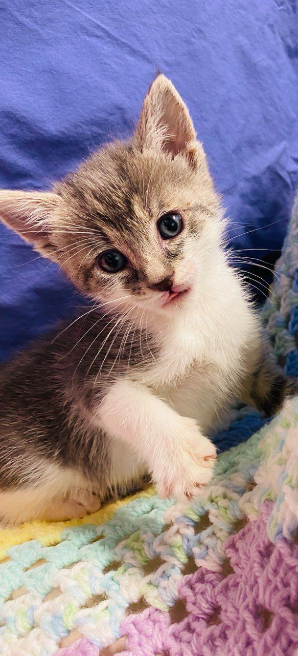 Enlarge Selina Kyle, a ADOPTABLE Domestic Short Hair in Colusa, CA image 2/5