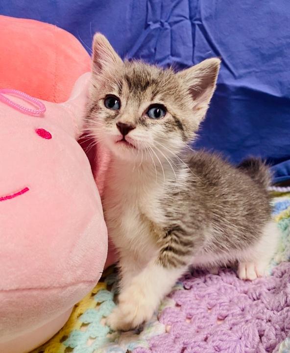 Enlarge Selina Kyle, a ADOPTABLE Domestic Short Hair in Colusa, CA image 3/5
